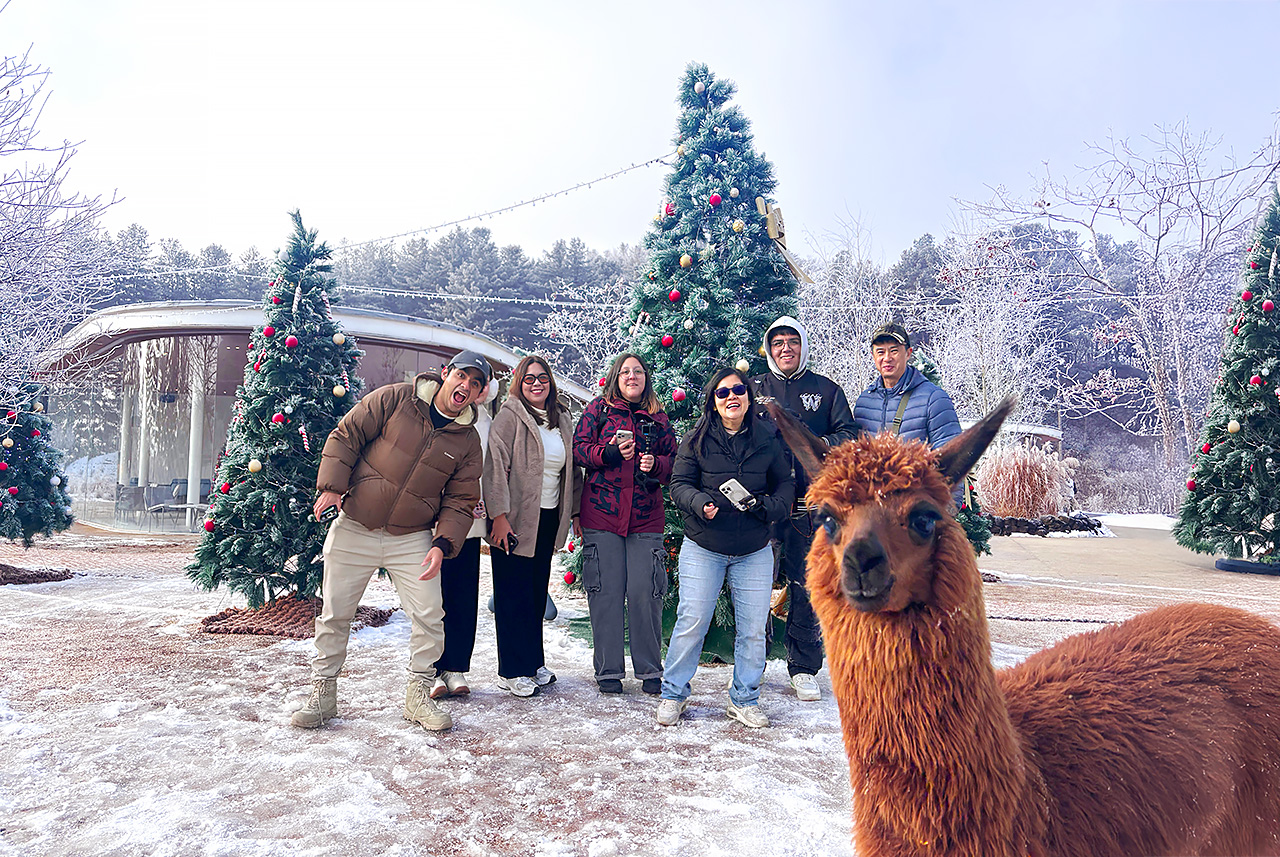 在白色冬季背景下，與草泥馬進行溫和互動併合影留念。