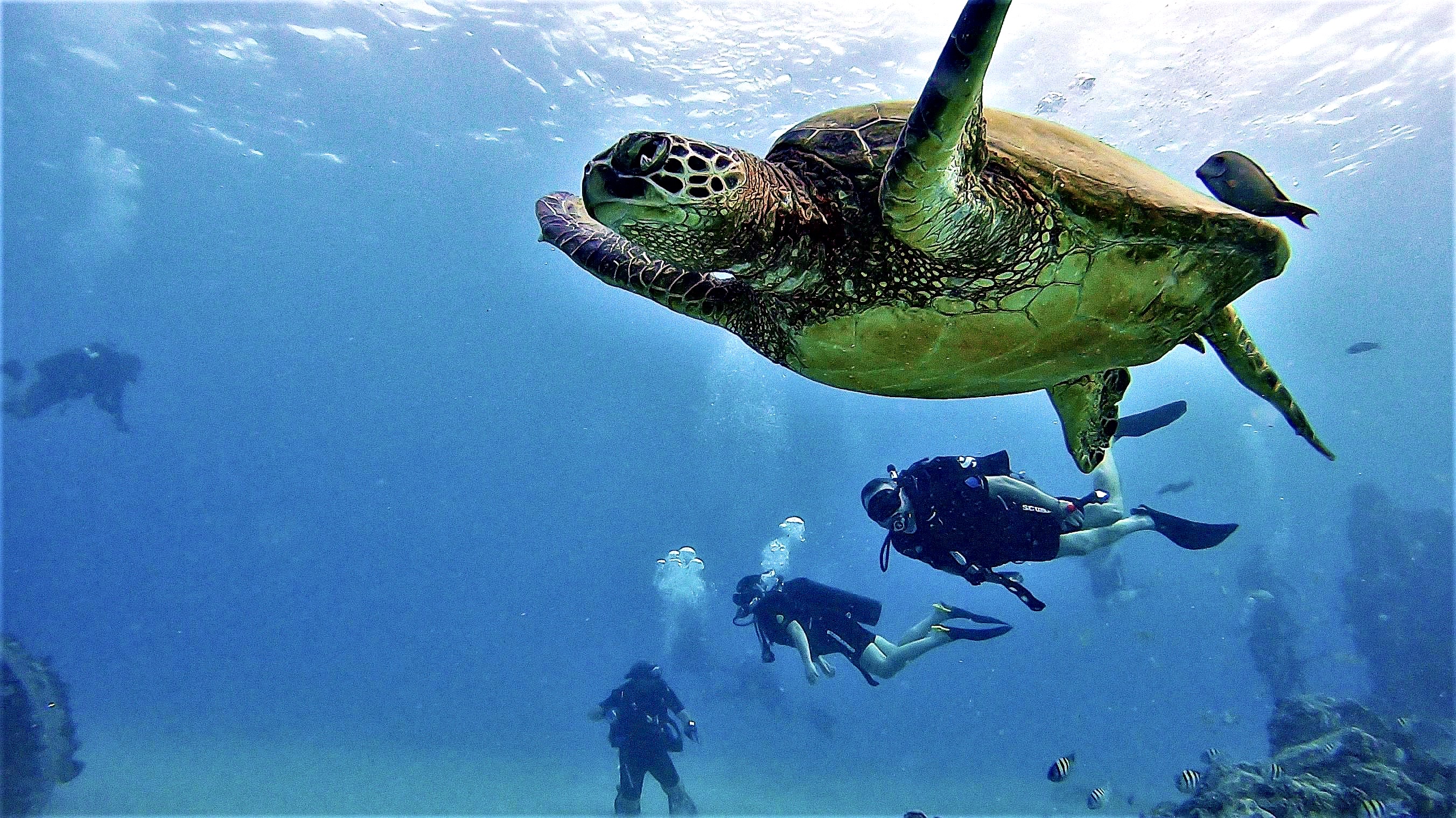 Explore Honolulu: Open Water Diver eLearning with PADI 5* Center