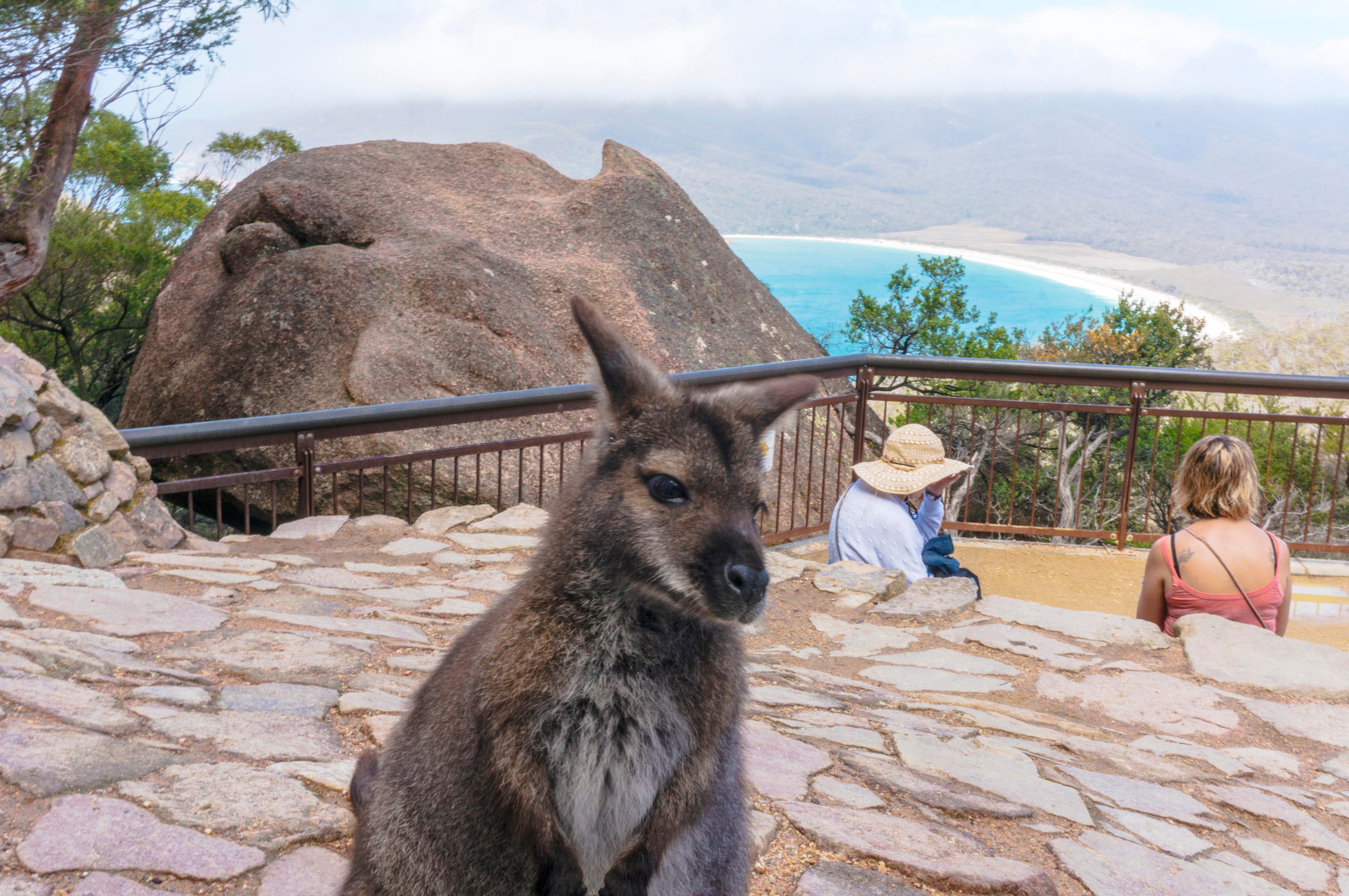 酒杯灣（Wineglass Bay）& 菲欣納（Freycinet）一日遊（霍巴特出發）
