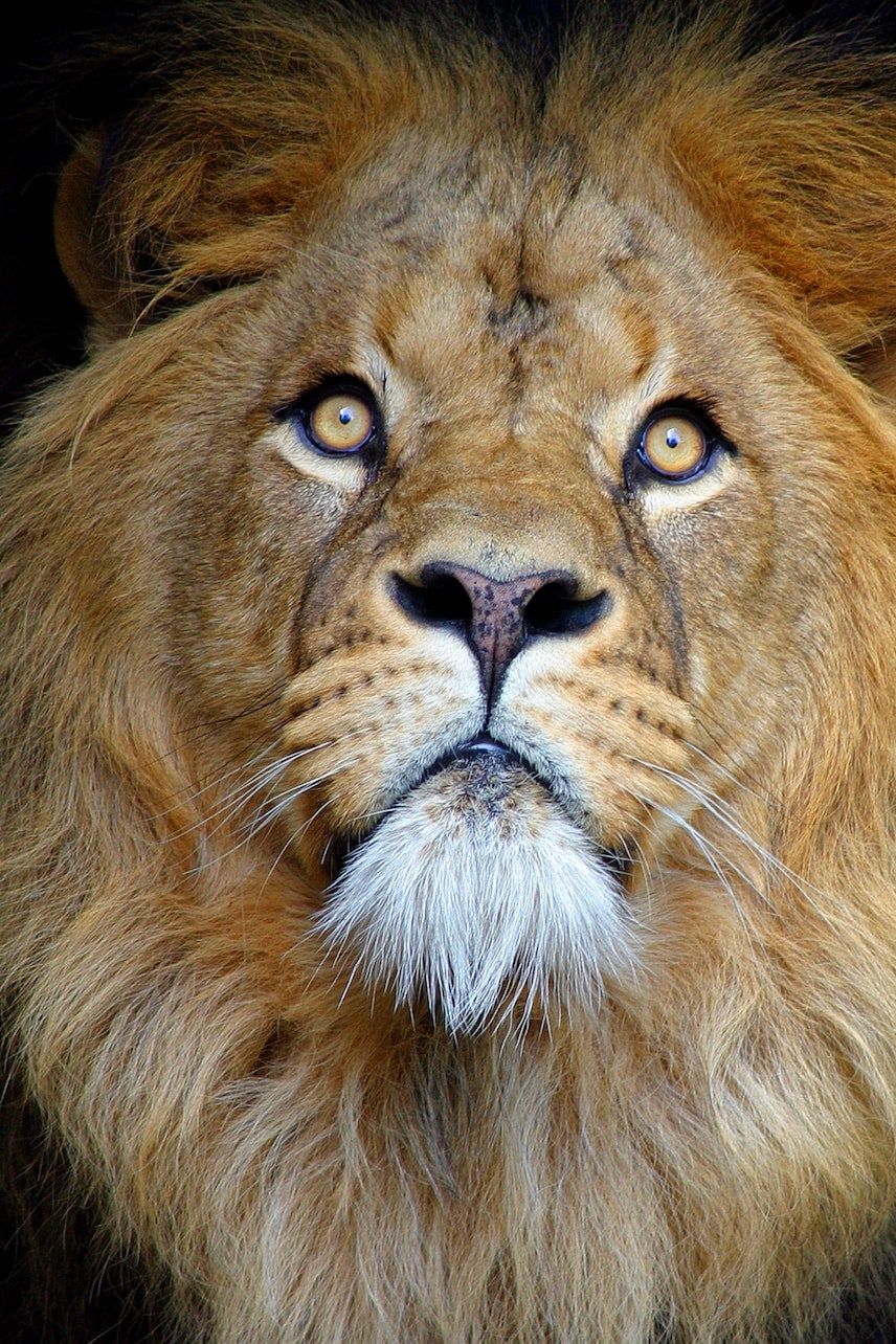 阿姆斯特丹阿提斯皇家動物園門票