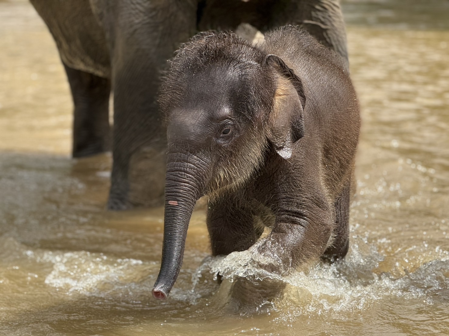 您將以自然的方式接近小象,在水中嬉戲,並與他們溫暖的照料者一起奔跑。 您將以自然的方式接近小象,在水中嬉戲,並與他們溫暖的照料者一起奔跑。