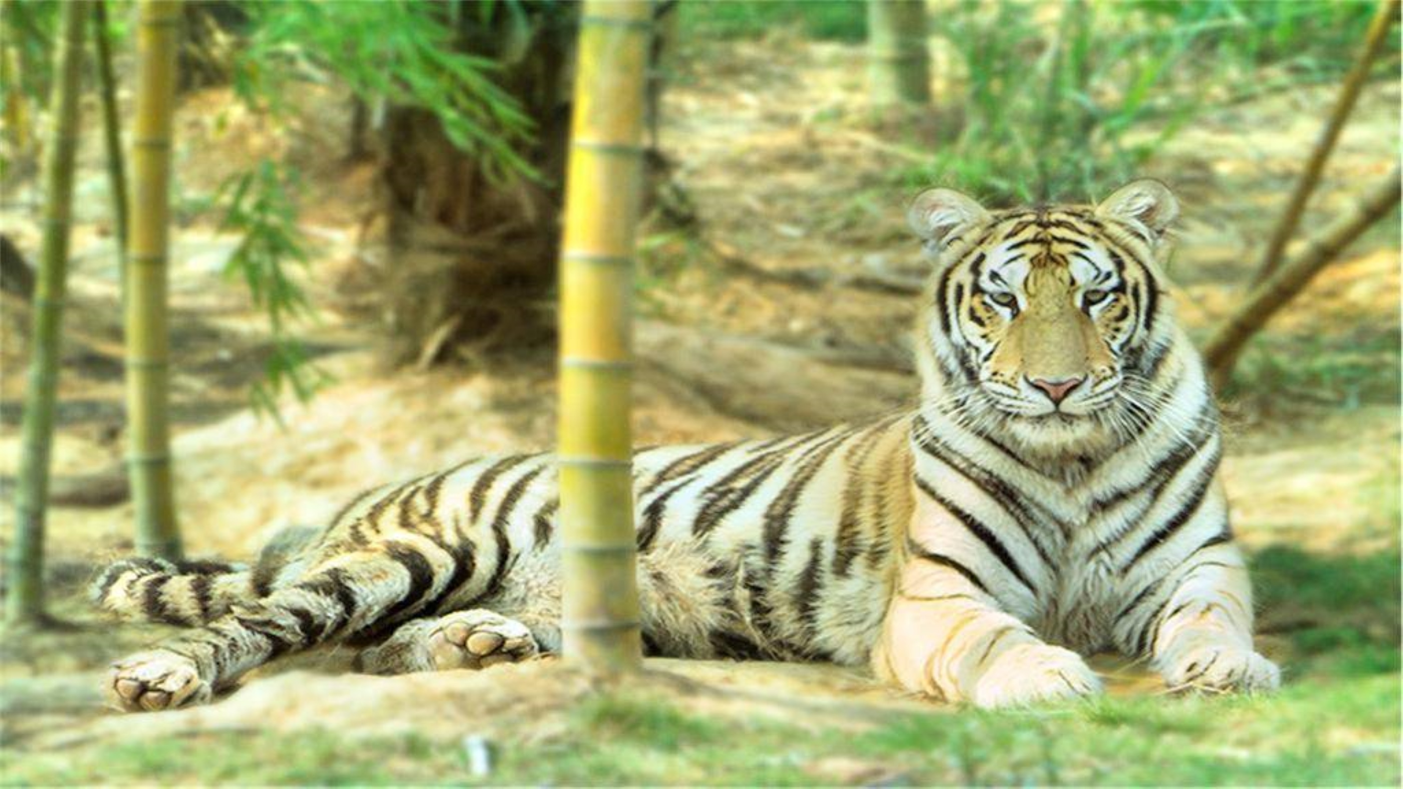 Sanzhen Tiger Park