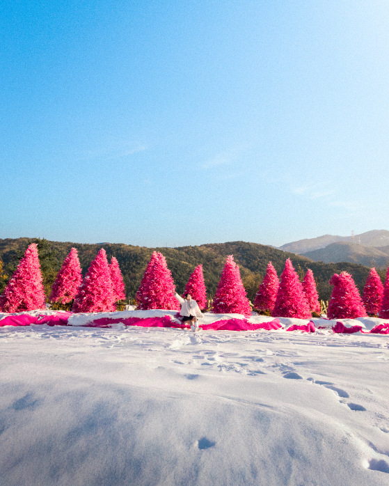 在色彩繽紛的花徑中漫步，盡情探索聖誕村和香草博物館，還能享受療癒的芳香療法或手作體驗，徹底放鬆身心。