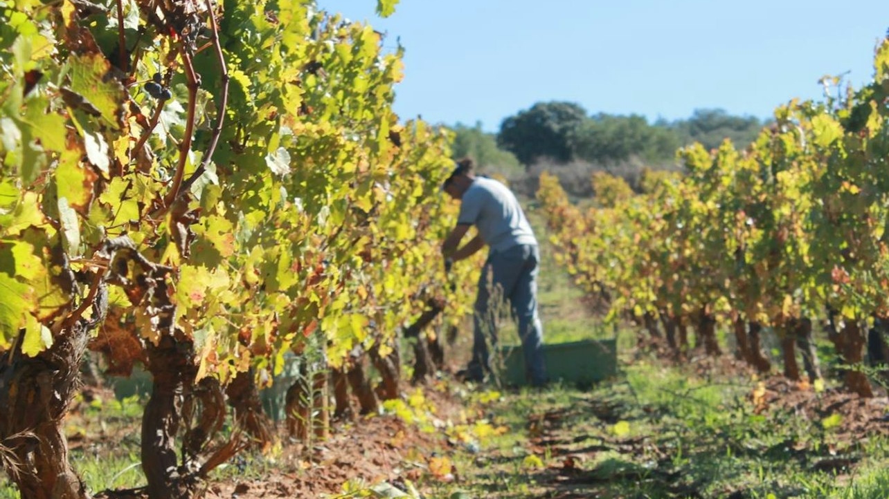 Vineyard tour with wine tasting or lunch in Ronda