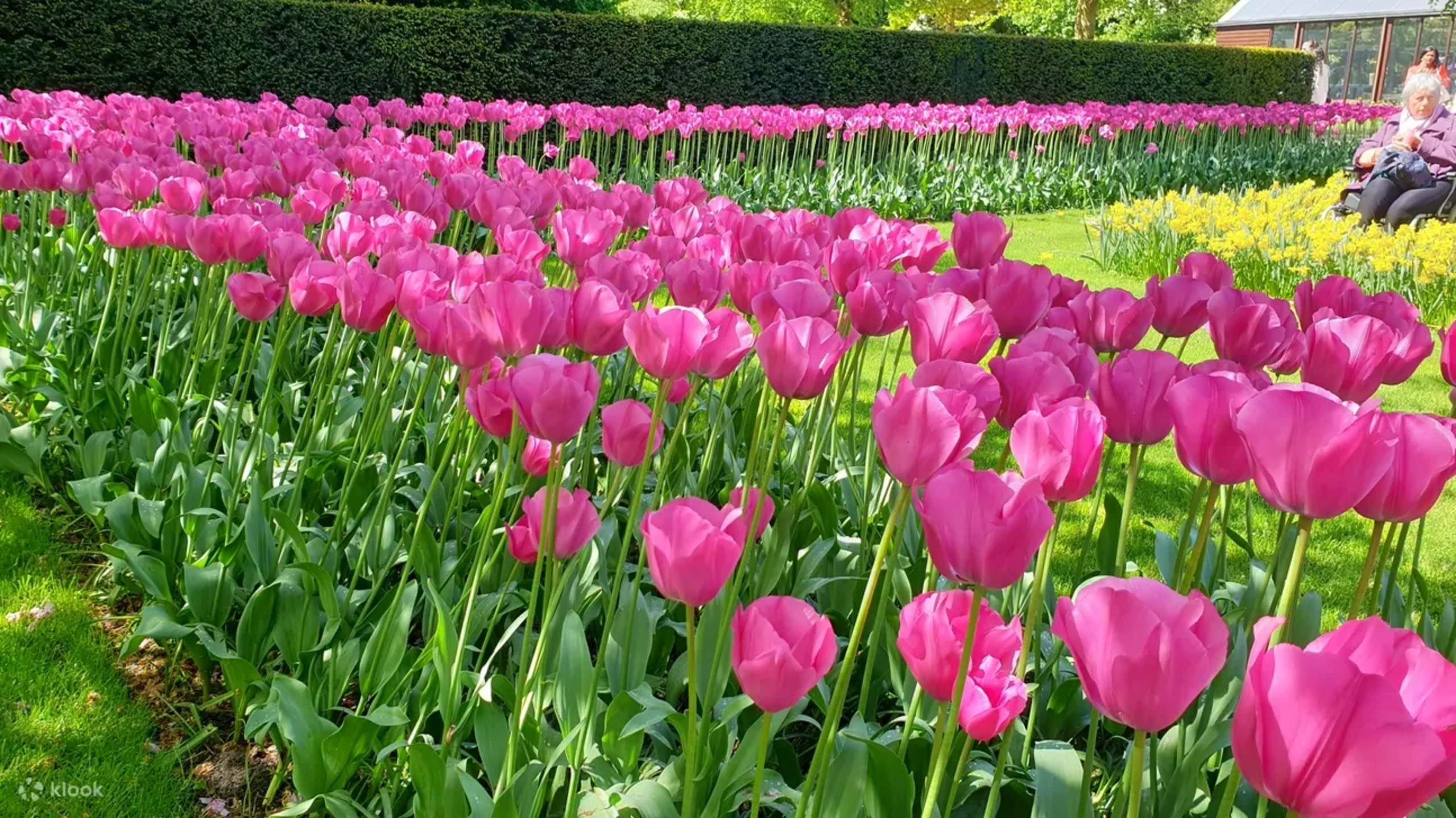芬芳之美綻放，當您呼吸著五彩風信子田的甜美芬芳