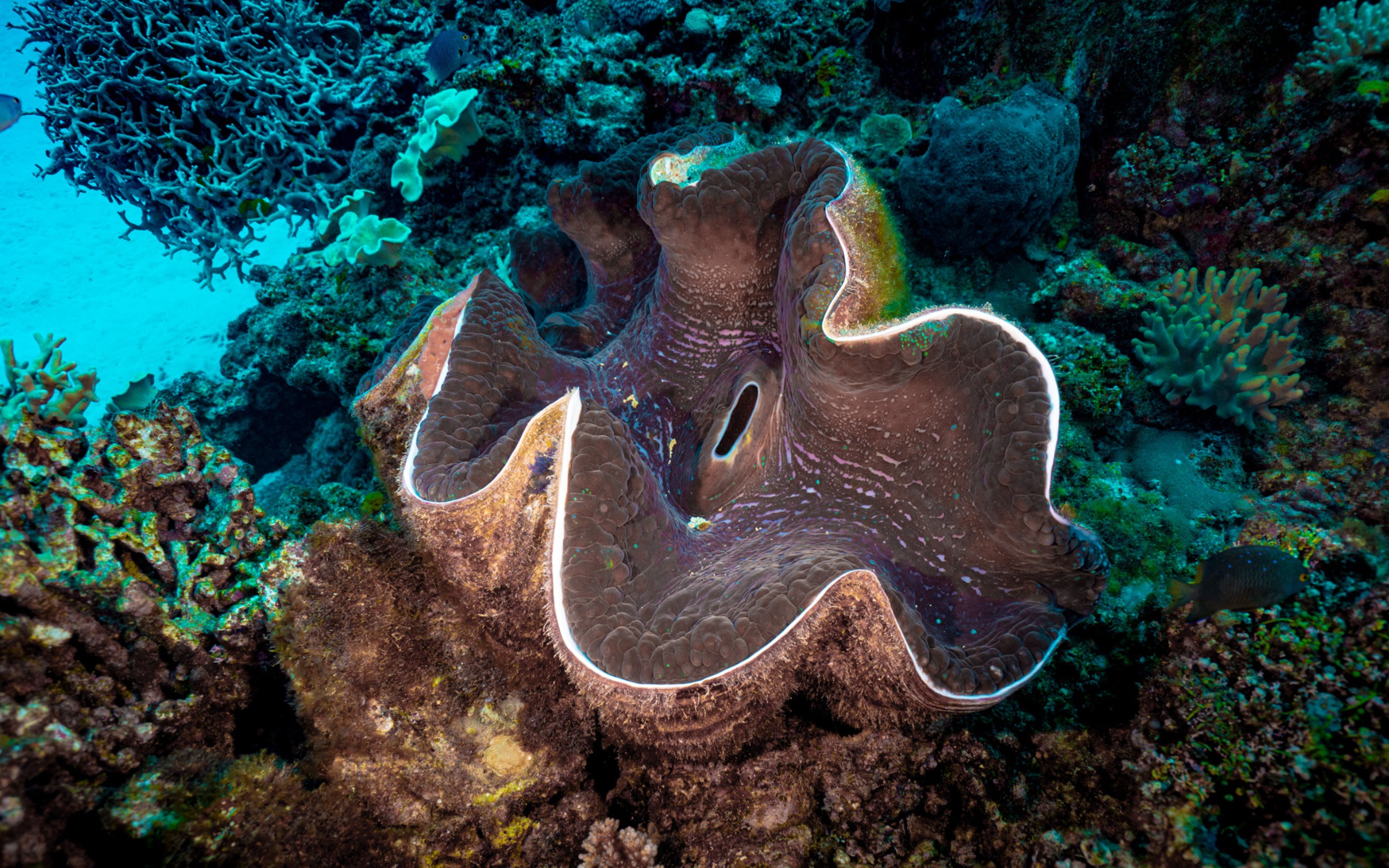Fiji Dive Delight: Refresh & Explore Giant Clams at Tokoriki Wall