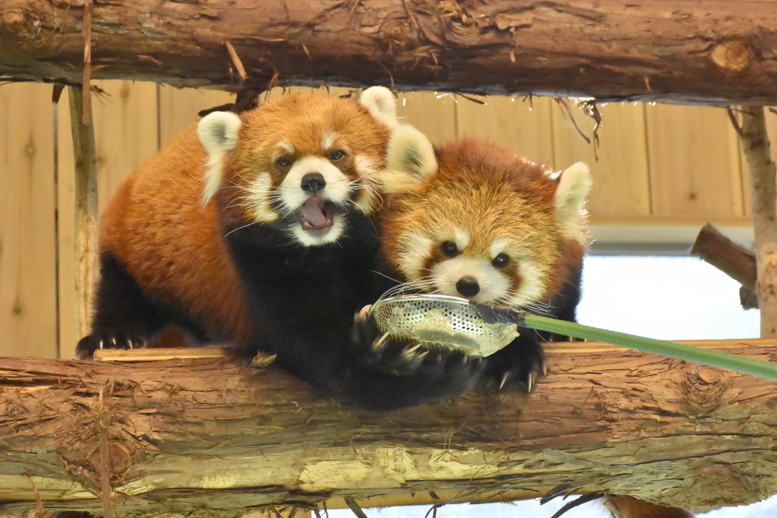 伊豆仙人掌動物園門票