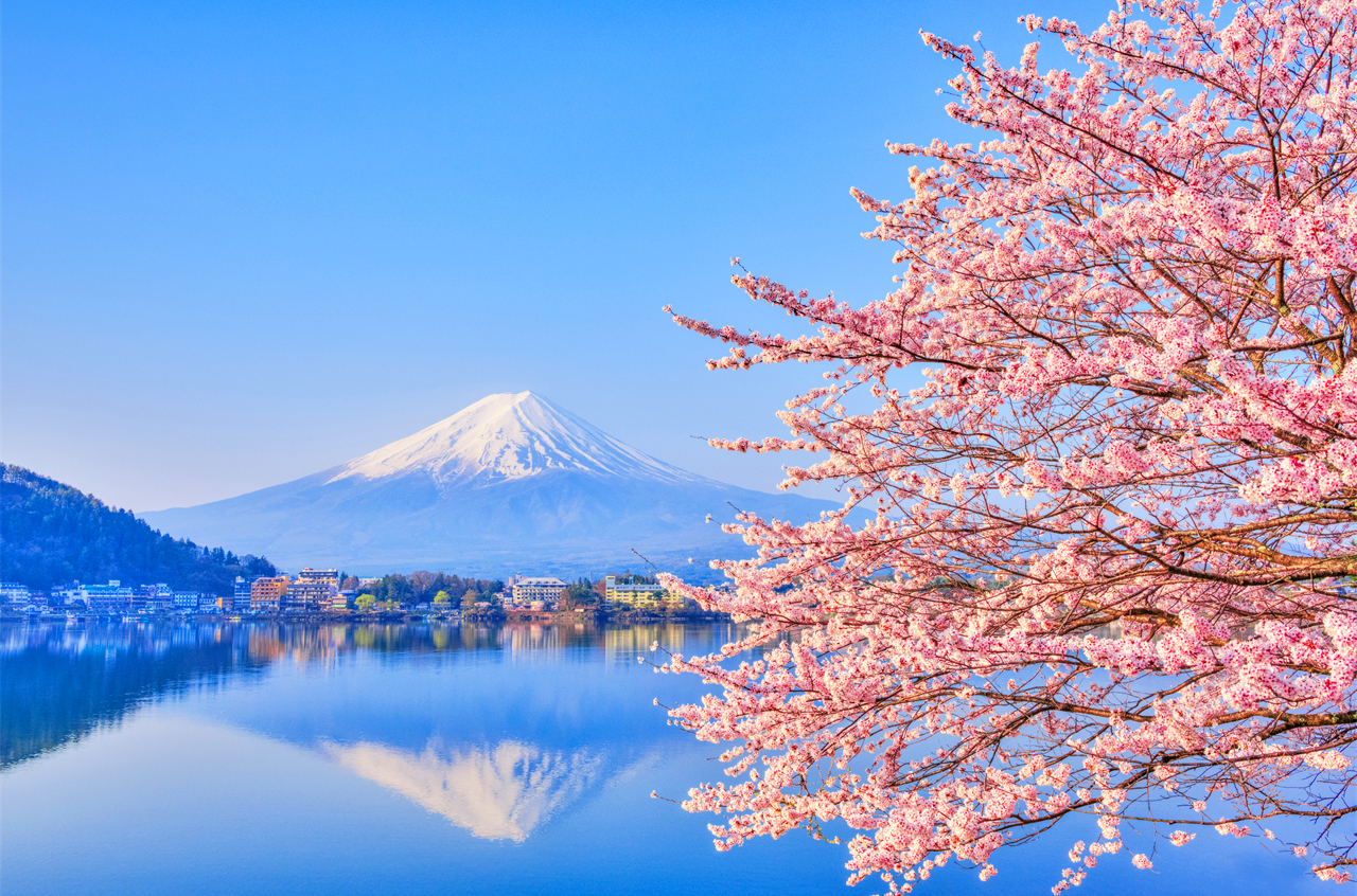 The Kawaguchiko Cherry Blossom Festival is a popular spring event in the Fuji Five Lakes region.
