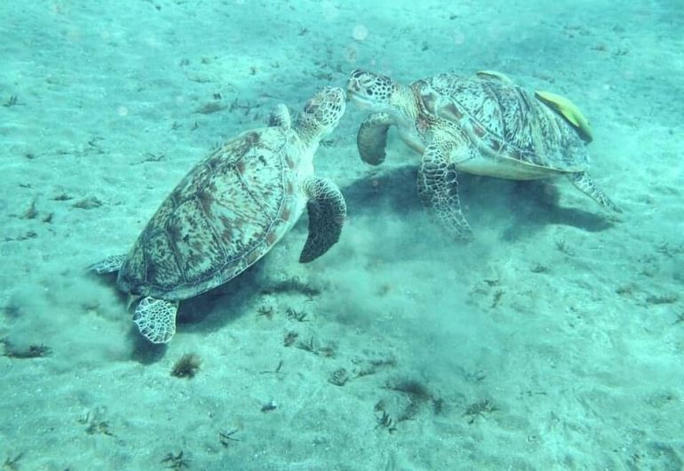 Hurgha - Marsa Mubarak Snorkeling With Dugong And Turtles 