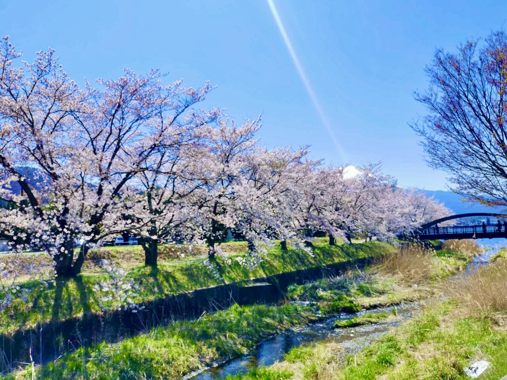 【富士山花海人气打卡景点】河口湖大石公园&四季花海（樱花/芝樱/红叶）&新仓山浅间公园&日川时计店&罗森便利店一日游