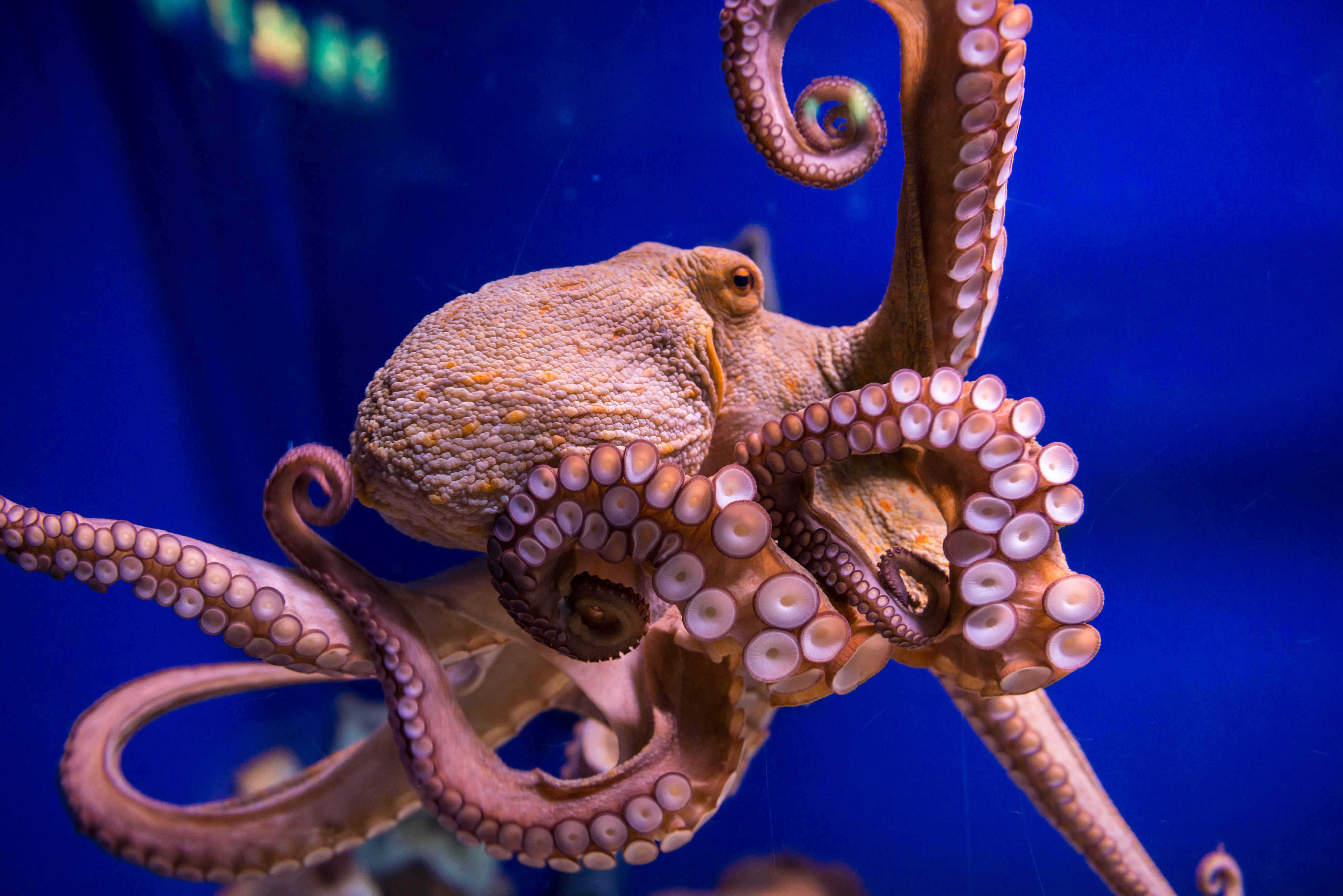 バルセロナ水族館 入館チケット