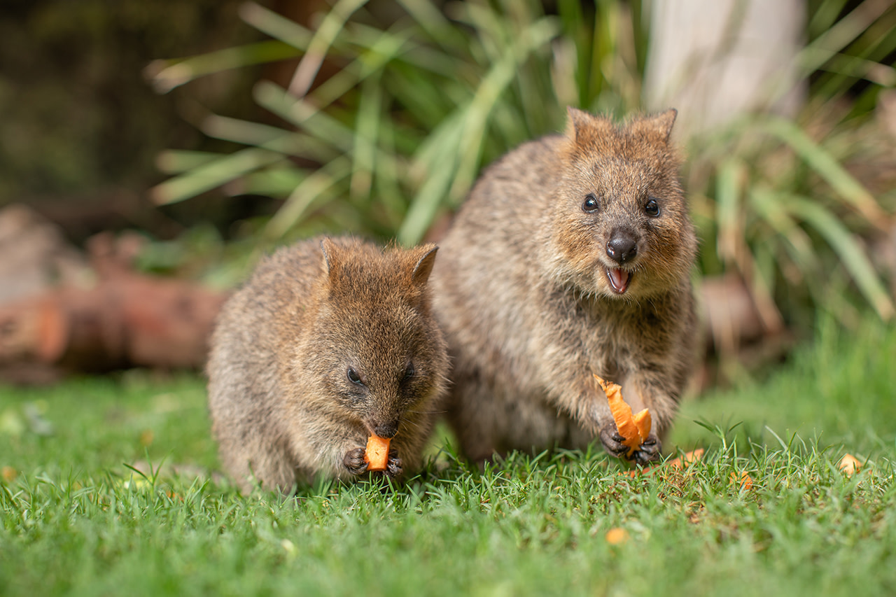Sydney Zoo Ticket
