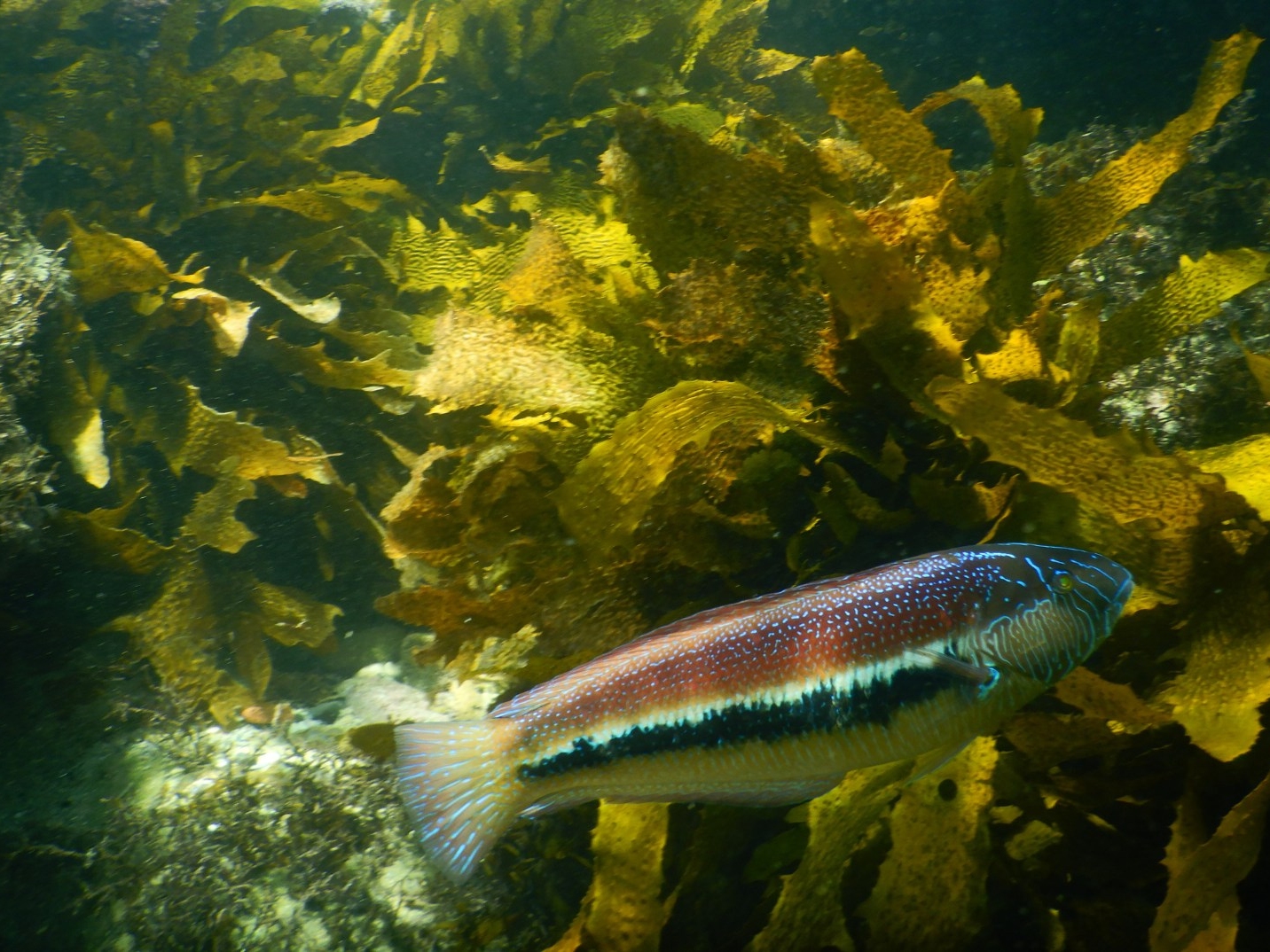 Private One On One Snorkeling Tour