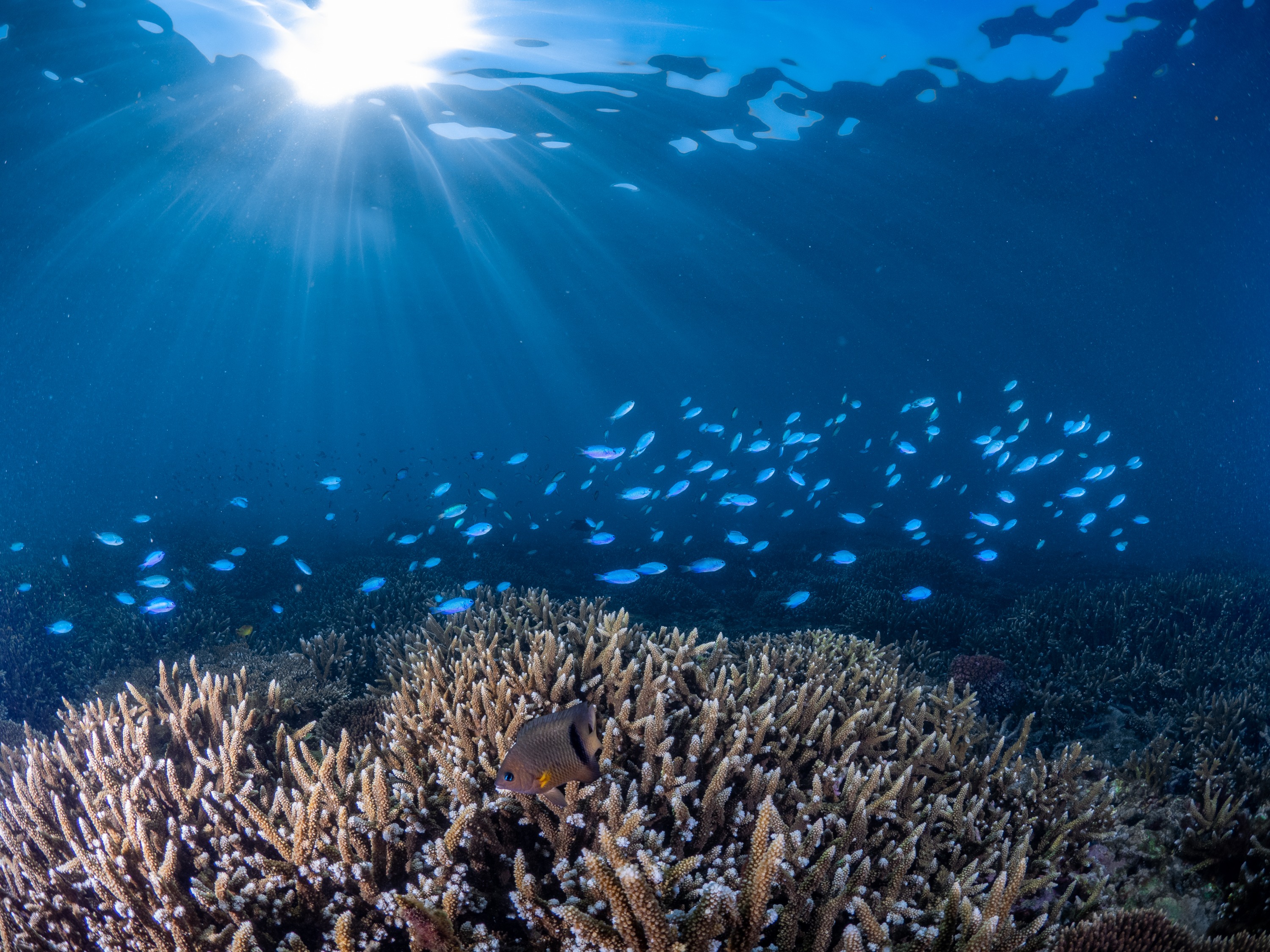 澎湖潛水: 樂福海洋工坊珊瑚海洋花園 - 體驗潛水