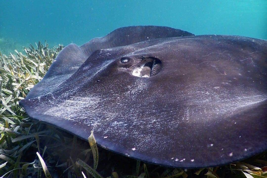 羅特尼斯島浮潛之旅