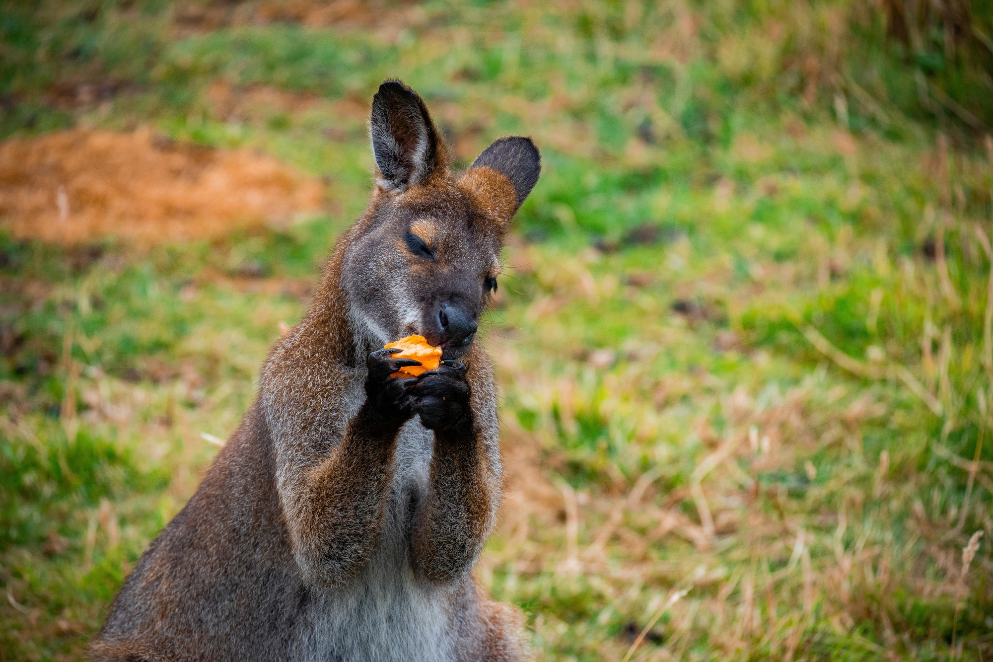 Australian Wildlife, Blue Mountains & Scenic World Private Tour