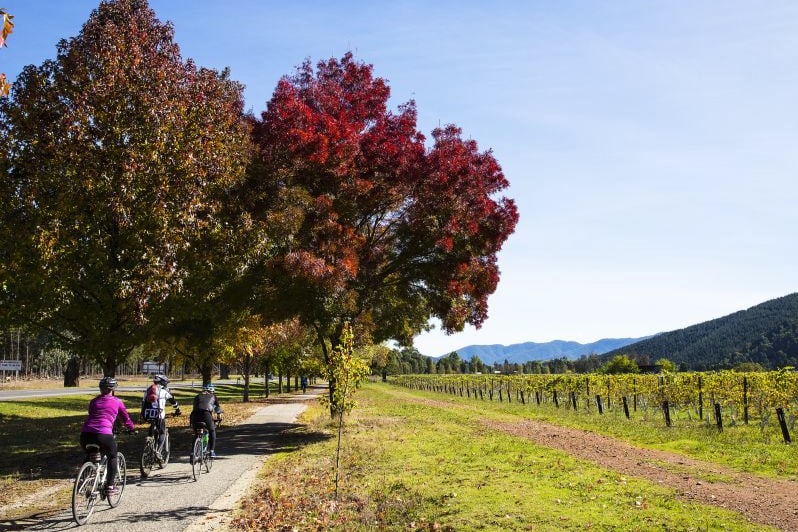 Murray to Mountains Rail Trail 自行車之旅（Beechworth 出發）