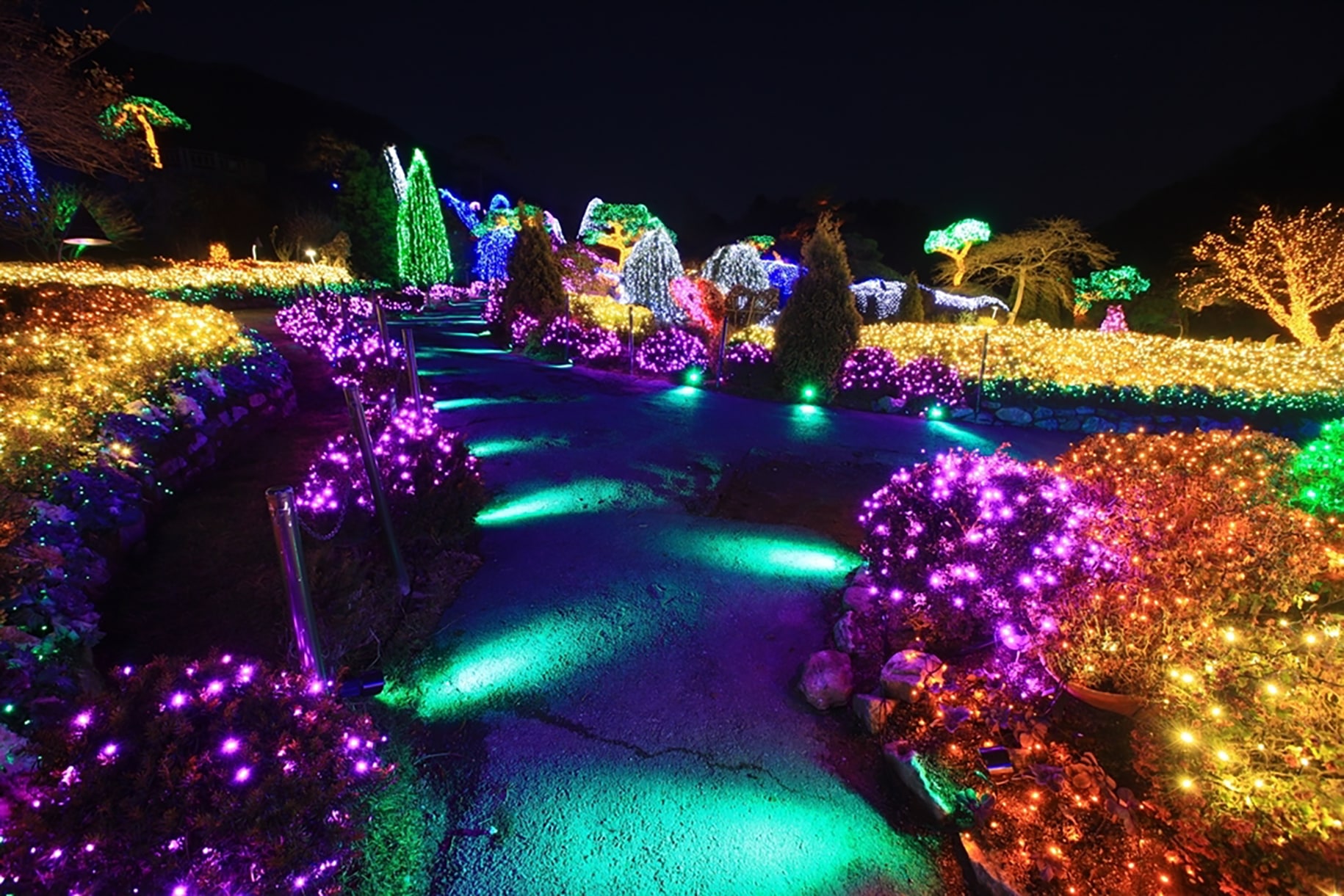 參觀晨靜樹木園，該園以其璀璨的冬季燈光和迷人的夜景而聞名。