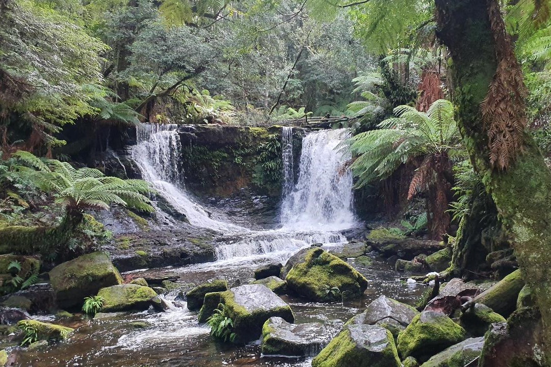 forest tour