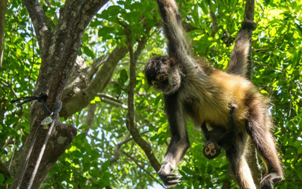 Croco Cun Zoo Ticket in Cancun