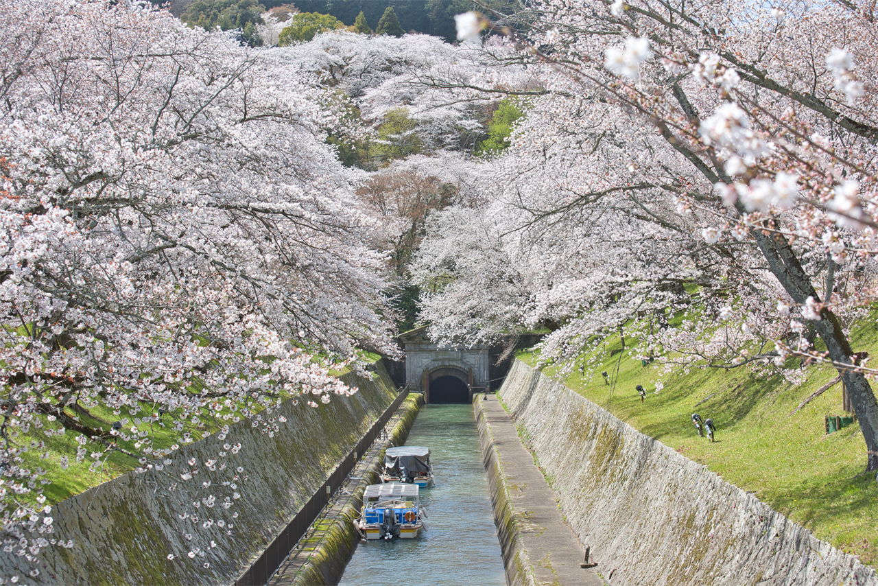 大正時代建造的古老水道,連接琵琶湖與京都。春季沿疏水2.7公里櫻花盛開,形成如詩如畫的櫻花隧道。水道與櫻花倒影相映,漫步其中可感受歷史工程與自然春光的和諧交融。 大正時代建造的古老水道,連接琵琶湖與京都。春季沿疏水2.7公里櫻花盛開,形成如詩如畫的櫻花隧道。水道與櫻花倒影相映,漫步其中可感受歷史工程與自然春光的和諧交融。
