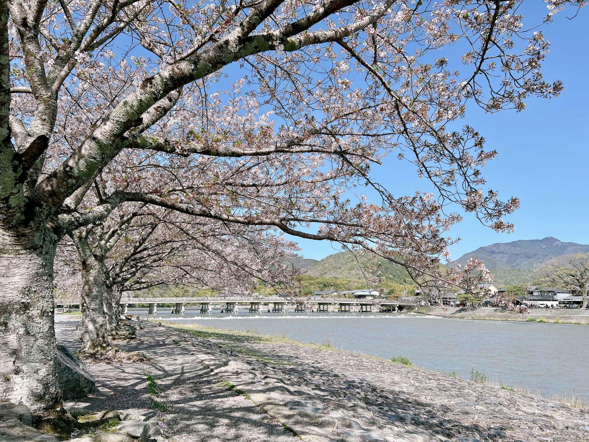 當時的貴族們喜歡在嵐山的大堰川（渡月橋下的河川）上撐船，吟詠和歌、欣賞紅葉與櫻花