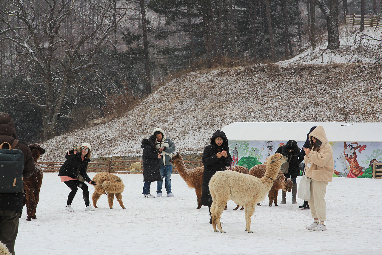 在白雪皚皚的夢幻景色中,盡情餵食和撫摸這些可愛的動物吧! 在白雪皚皚的夢幻景色中,盡情餵食和撫摸這些可愛的動物吧!