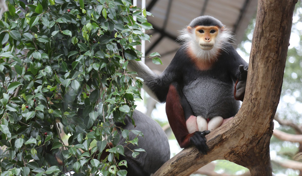 Khao Kheow開放式動物園私人之旅