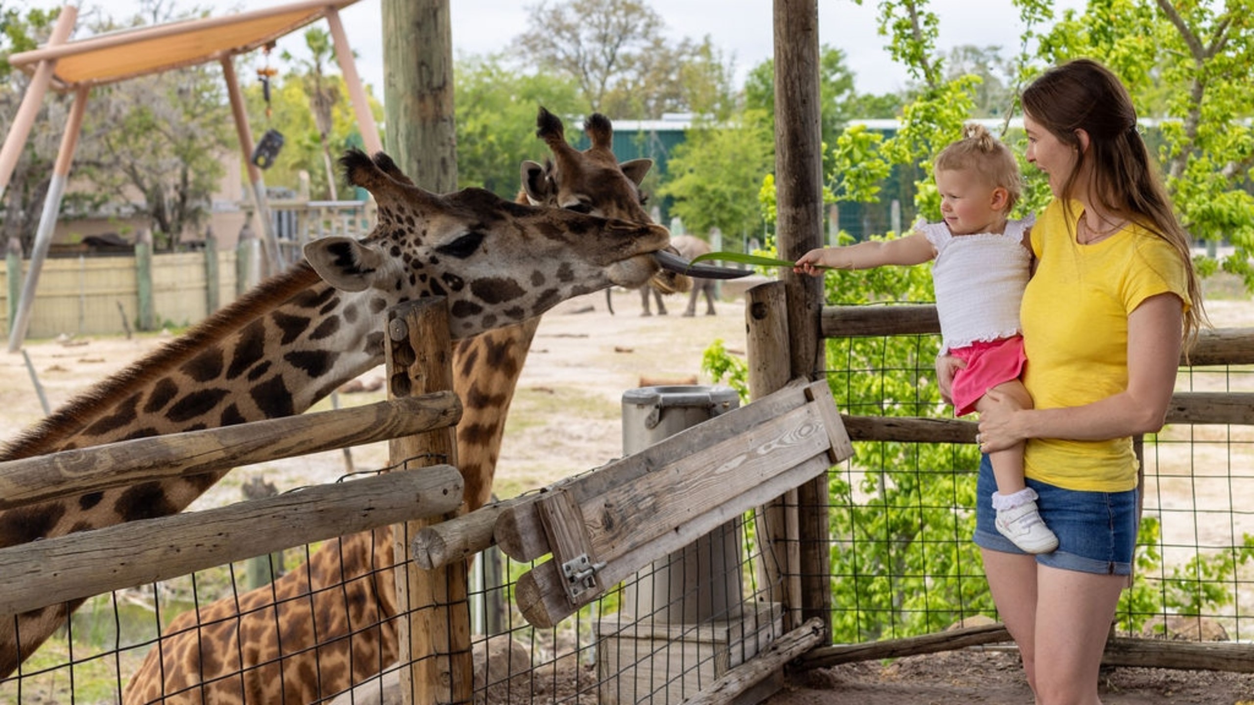 親手餵飼長頸鹿，近距離接觸這些溫馴的巨型動物