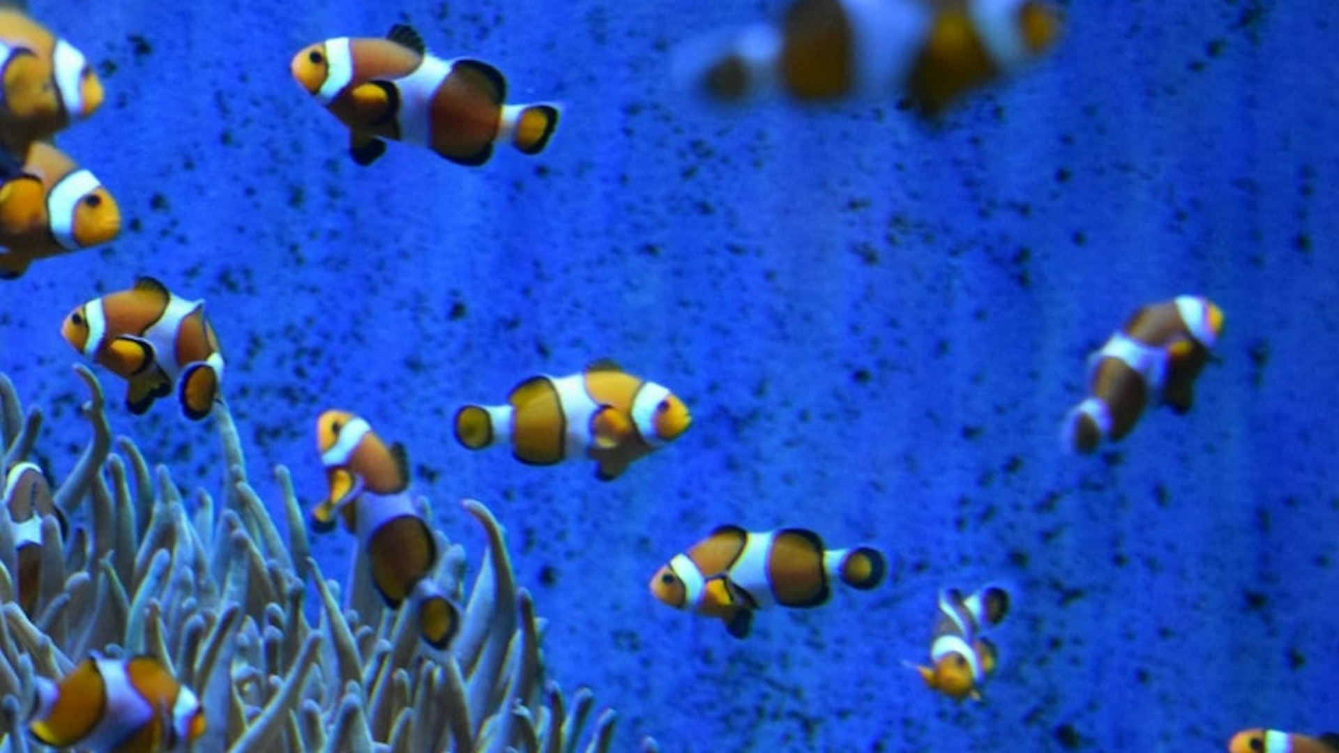 巴塞隆納水族館門票