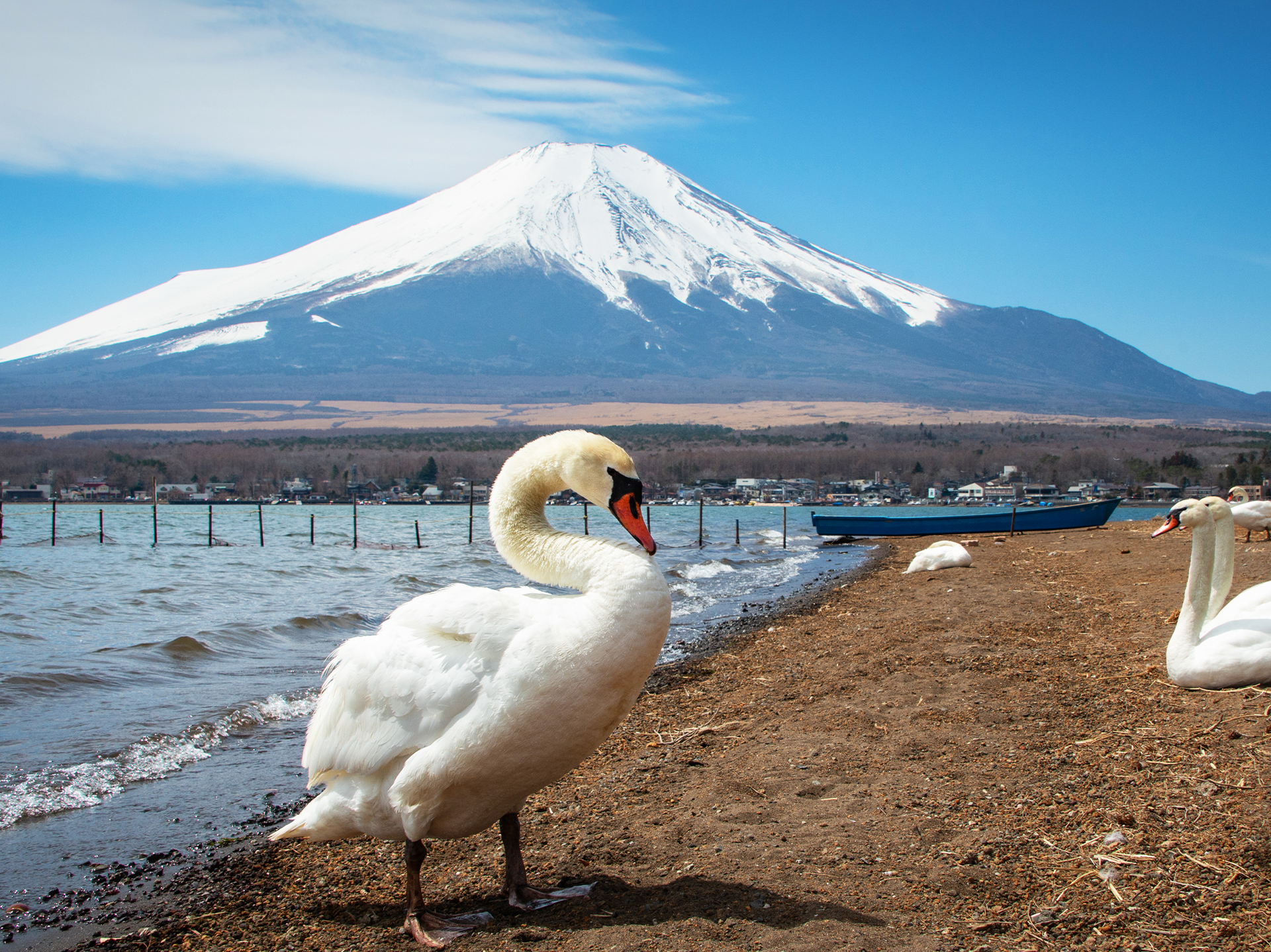 富士山山中湖單車騎行/遊船·忍野八海·河口湖大石公園/楓葉迴廊·新倉山淺間公園/天梯小鎮一日遊｜東京出發｜4~9人精品小團