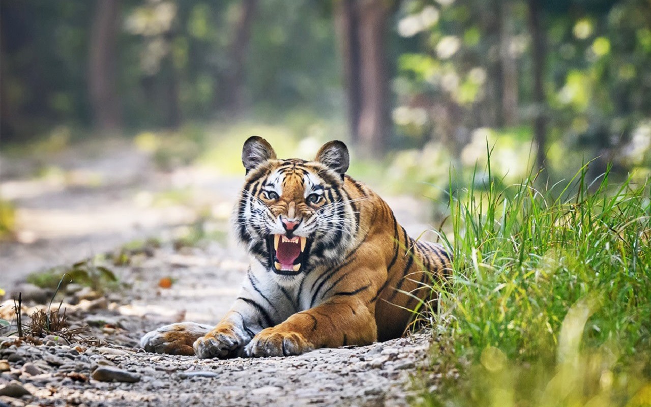 From Kathmandu/Pokhara: Chitwan Jungle Safari Tour 2N/3D