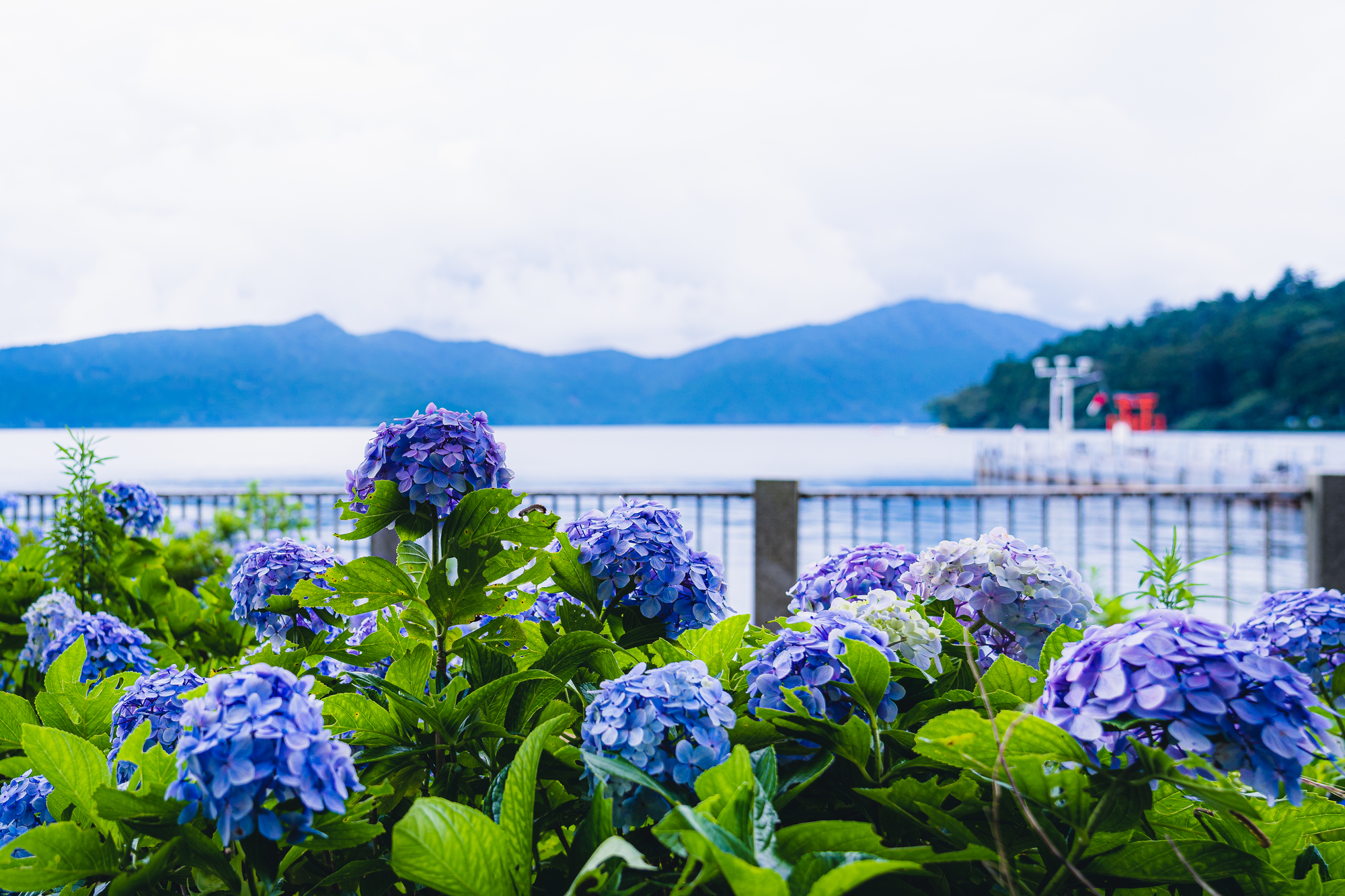 富士山 & 箱根一日遊（含午餐）- 東京出發