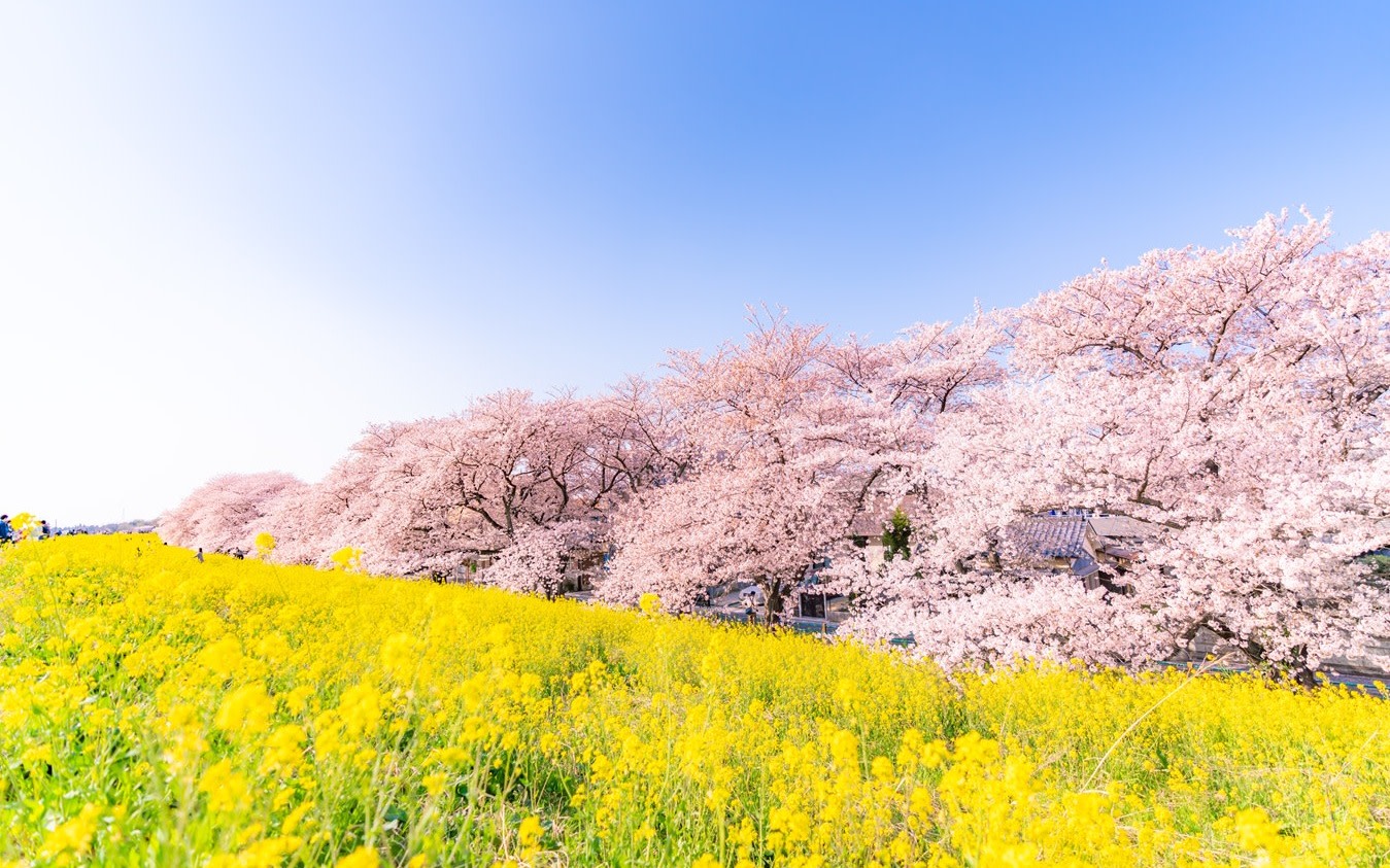 Izu Cherry Blossoms, Mishima Skywalk & Strawberry Picking from Tokyo