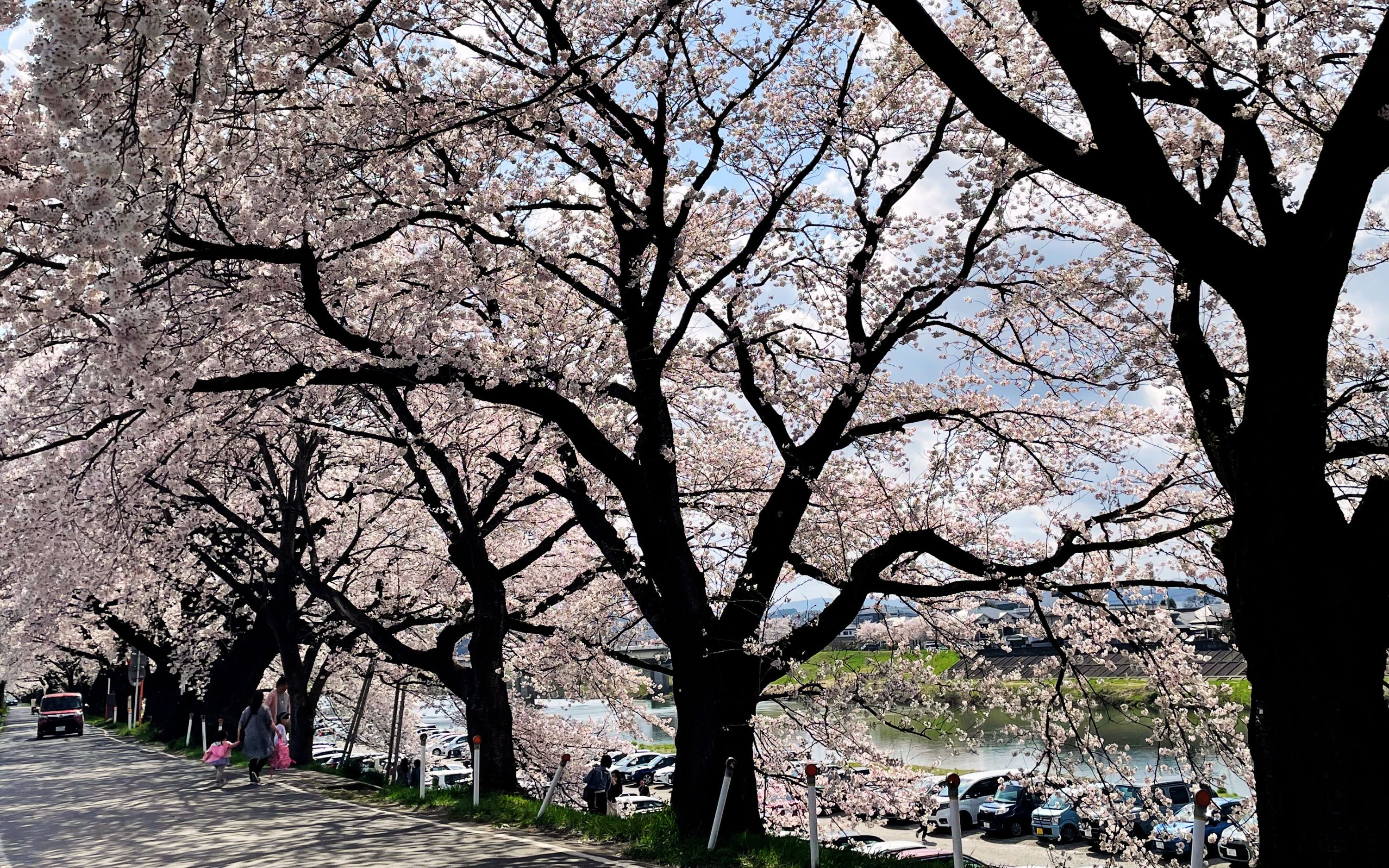 Zao Snow Wall & Cherry Blossom 1DAY Bus tour with OhanamiExperience