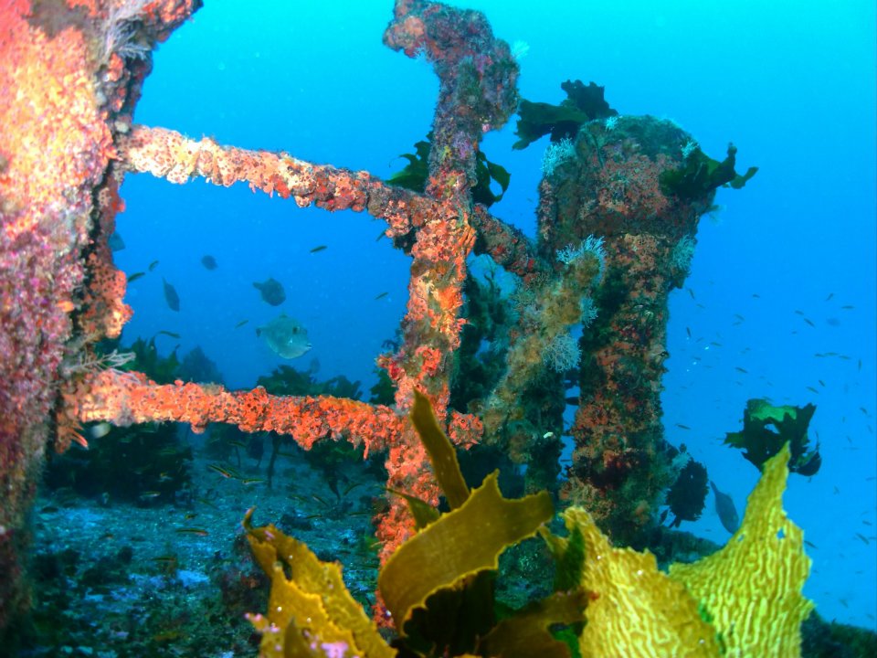 Rainbow Warrior Wreck & Reef in Paihia with PADI 5 Star Dive Resort