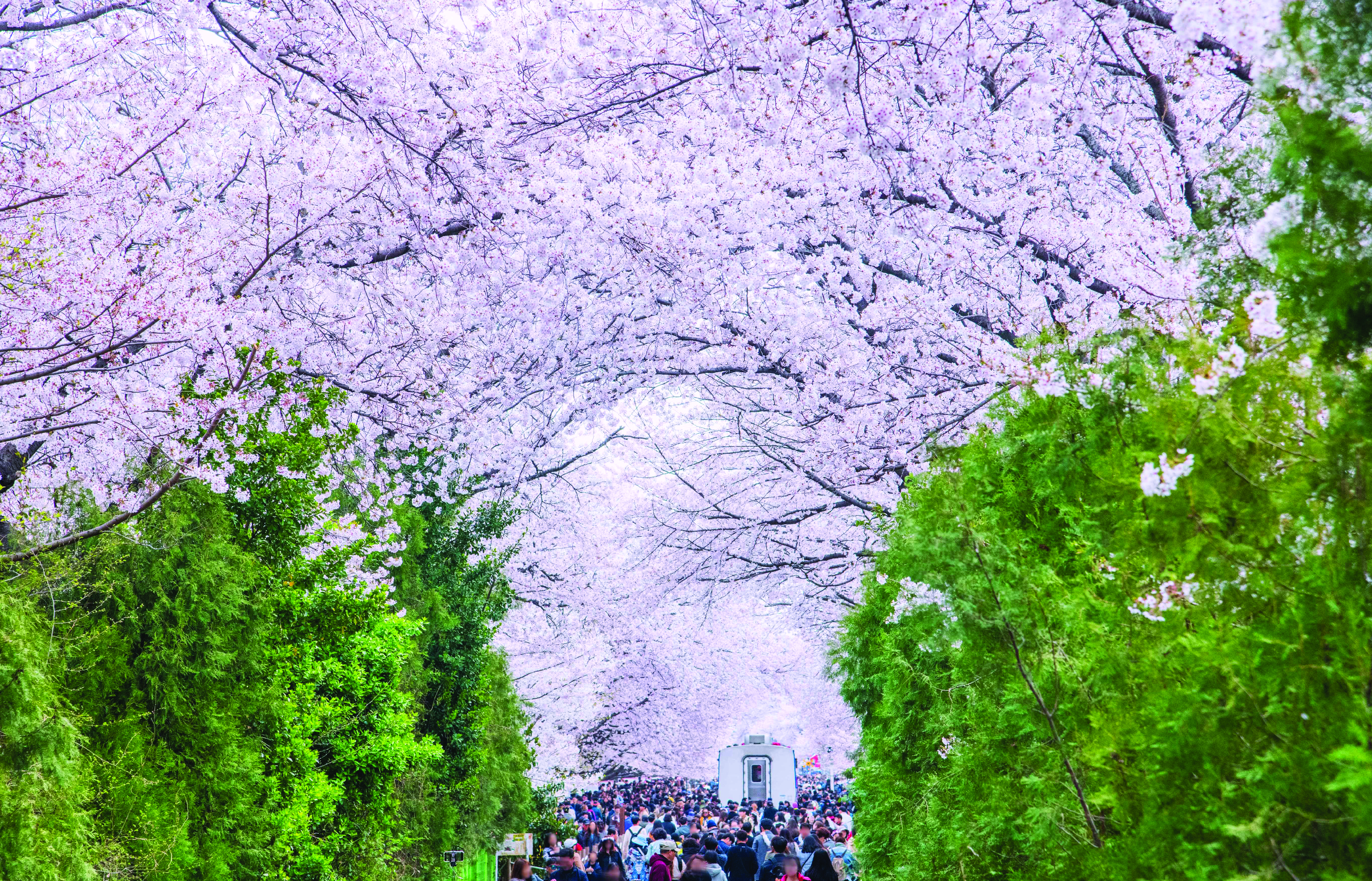 鎮海軍港節賞櫻一日遊（首爾／釜山出發）