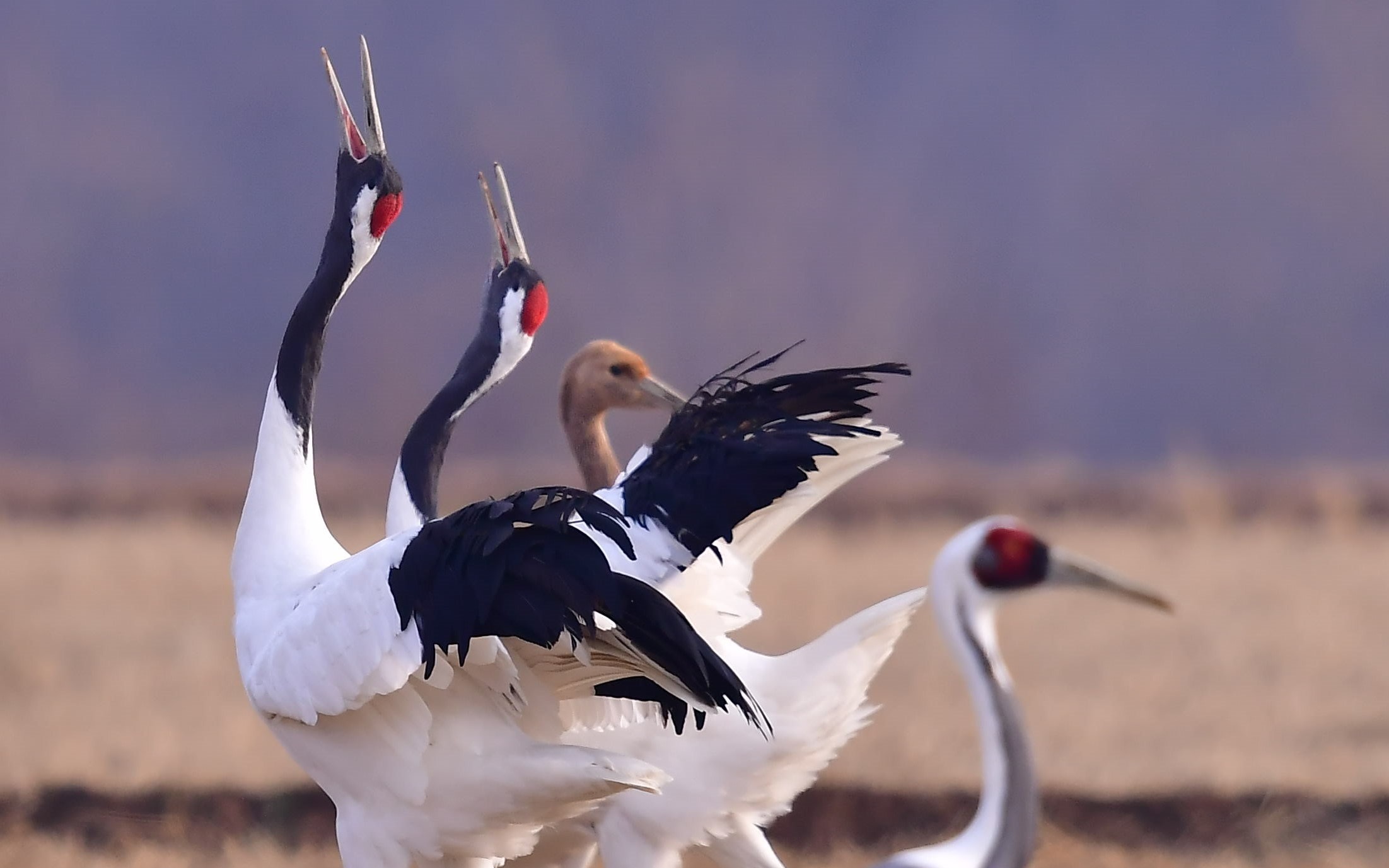 Hantan UNESCO Ice Trekking & Crane Watching Tour from Seoul