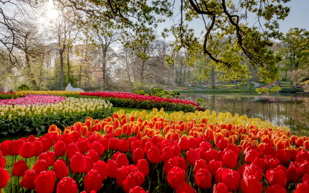  Keukenhof Ticket and Lovers Canal Cruise 