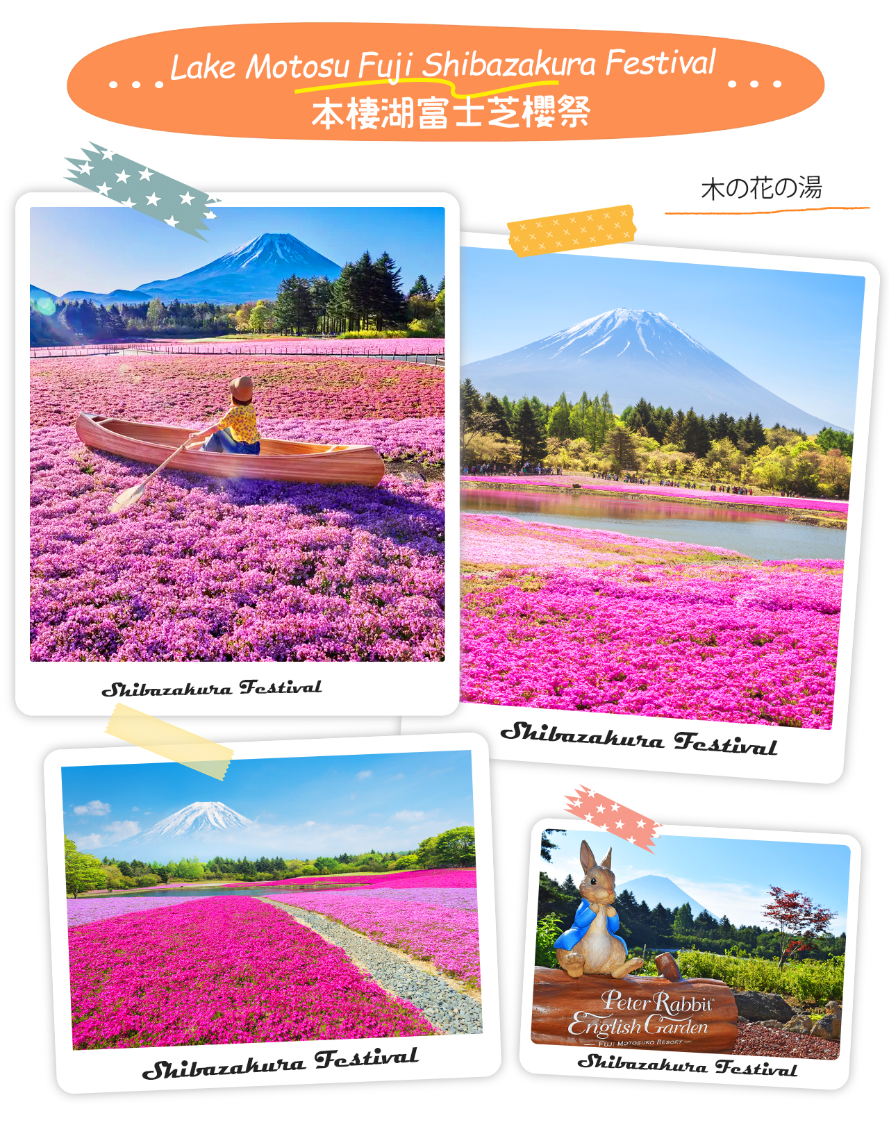 本棲湖芝櫻祭以粉、白、紫相間的芝櫻花海鋪滿山麓，在富士山映襯下如夢似幻，宛若春天織就的彩色地毯。