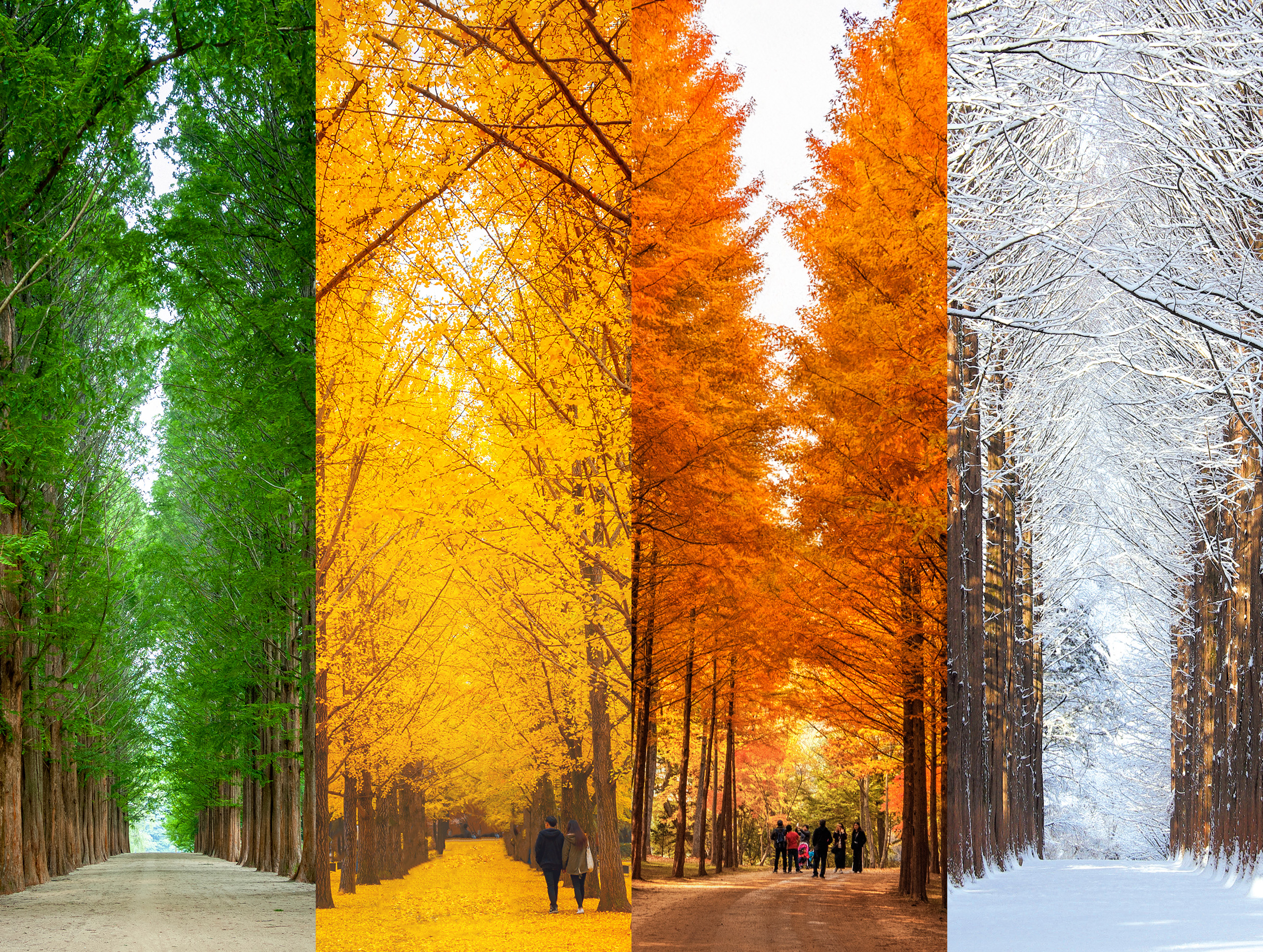 南怡島的經典水杉林蔭道四季皆有不同風情,每個季節都美得令人屏息。 南怡島的經典水杉林蔭道四季皆有不同風情,每個季節都美得令人屏息。