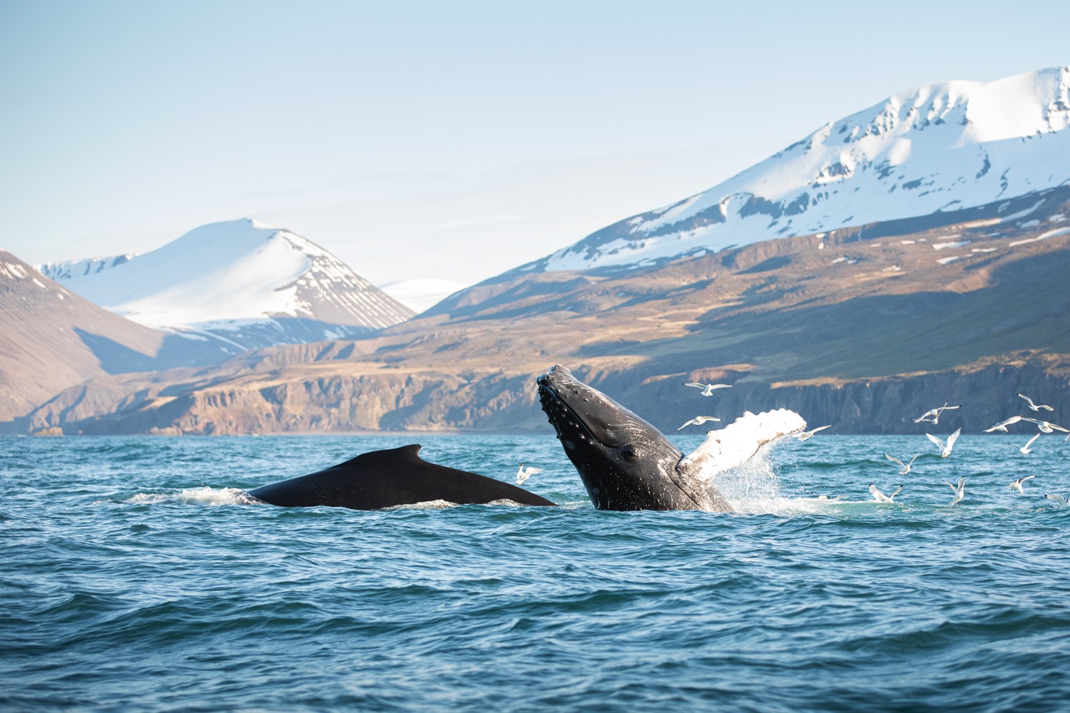 Husavik Whales and Puffins Watching Boat Tour