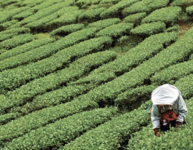 Yangshuo Private Half-Day Tour to Tea Plantation and Xianggong Hill