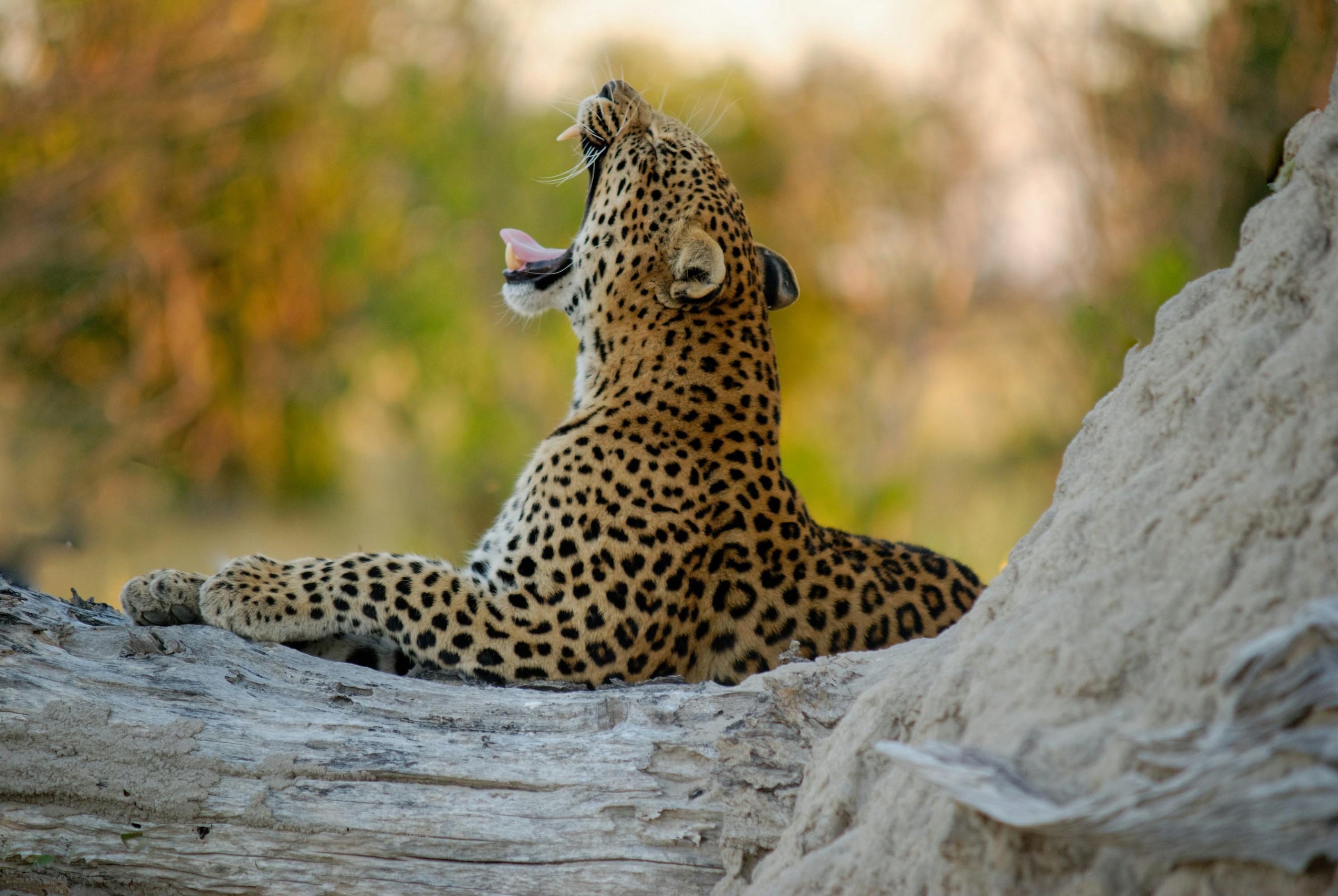 Yala National Park Safari Halfday 