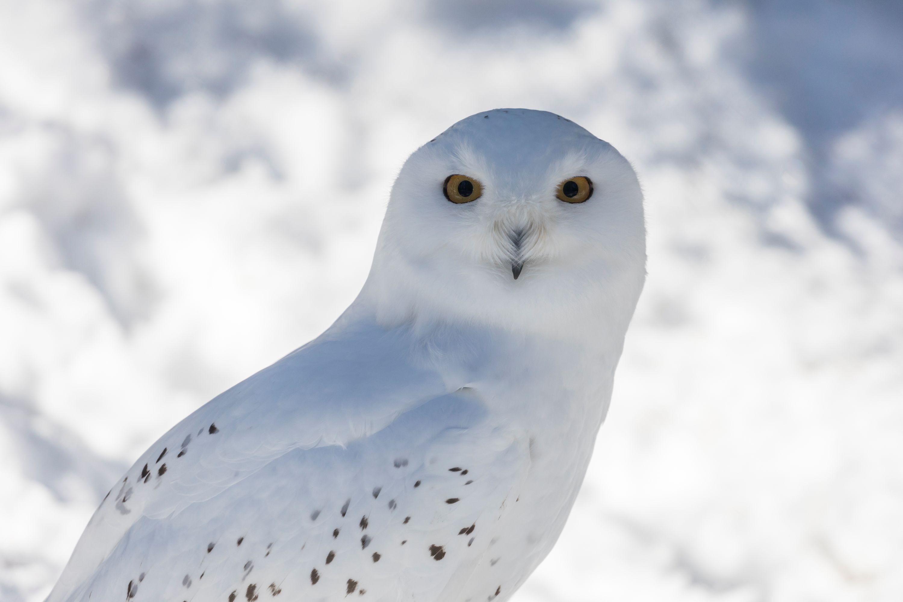 Snowy owl