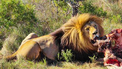 Full-Day Addo Park & Schotia Reserve Safari