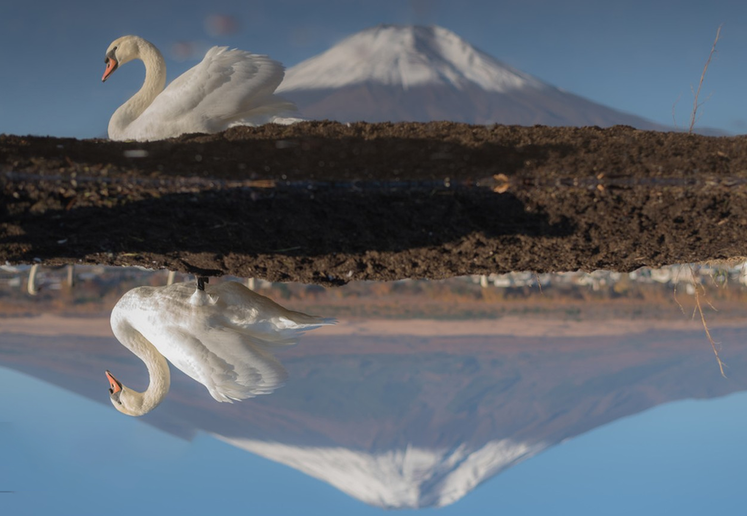 山中湖白鳥濱｜天鵝遊弋的富士秘境
又稱天鵝湖，是天鵝棲息的詩意天地，湖水澄澈清冽，四季風光如畫。