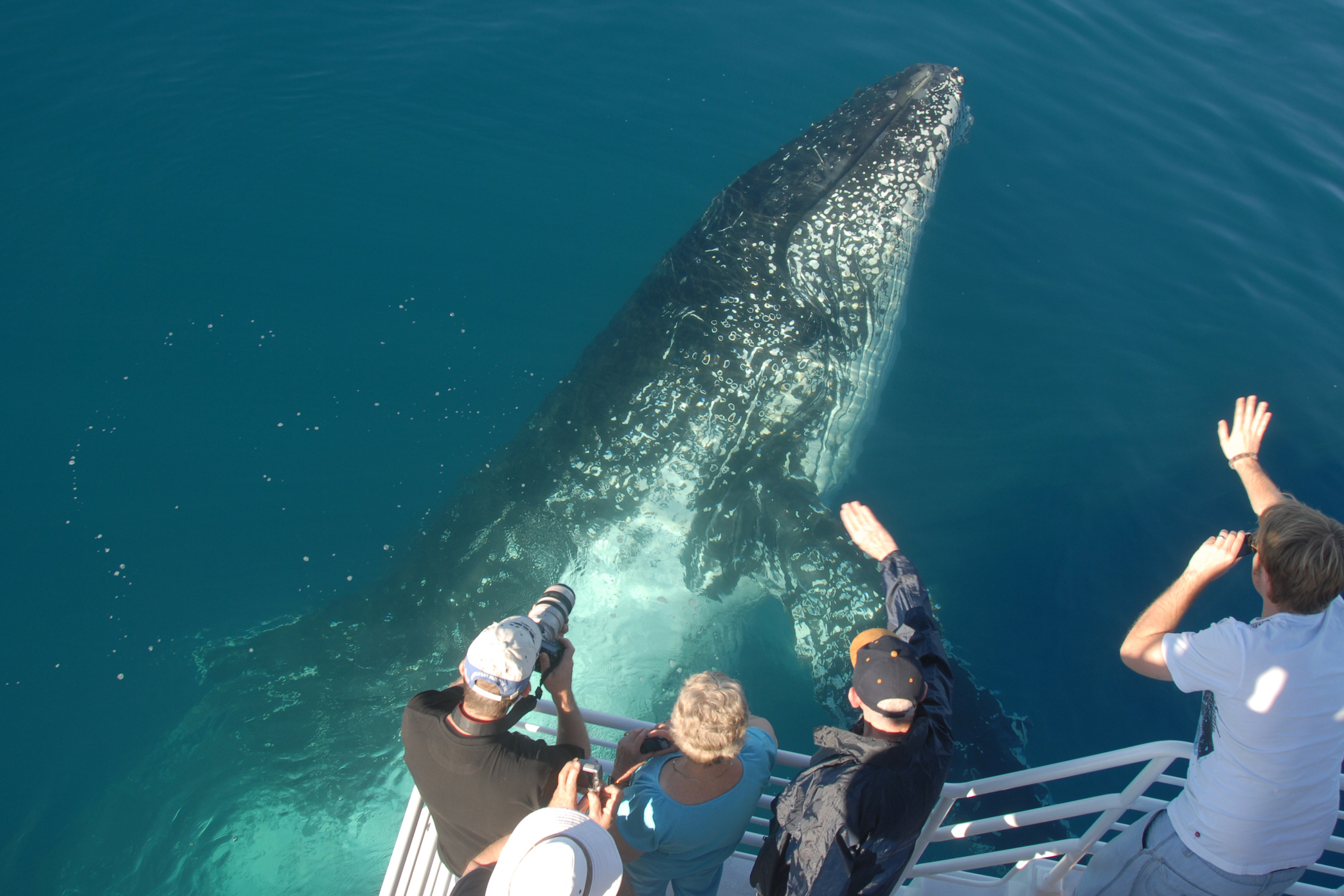 赫維灣 Whalesong Cruises 賞鯨體驗