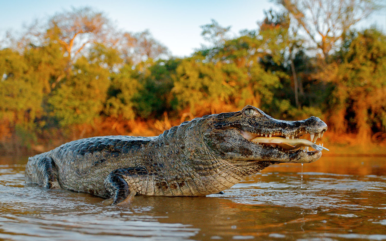 Iquitos 3-Day Amazon River & Jungle Exploration