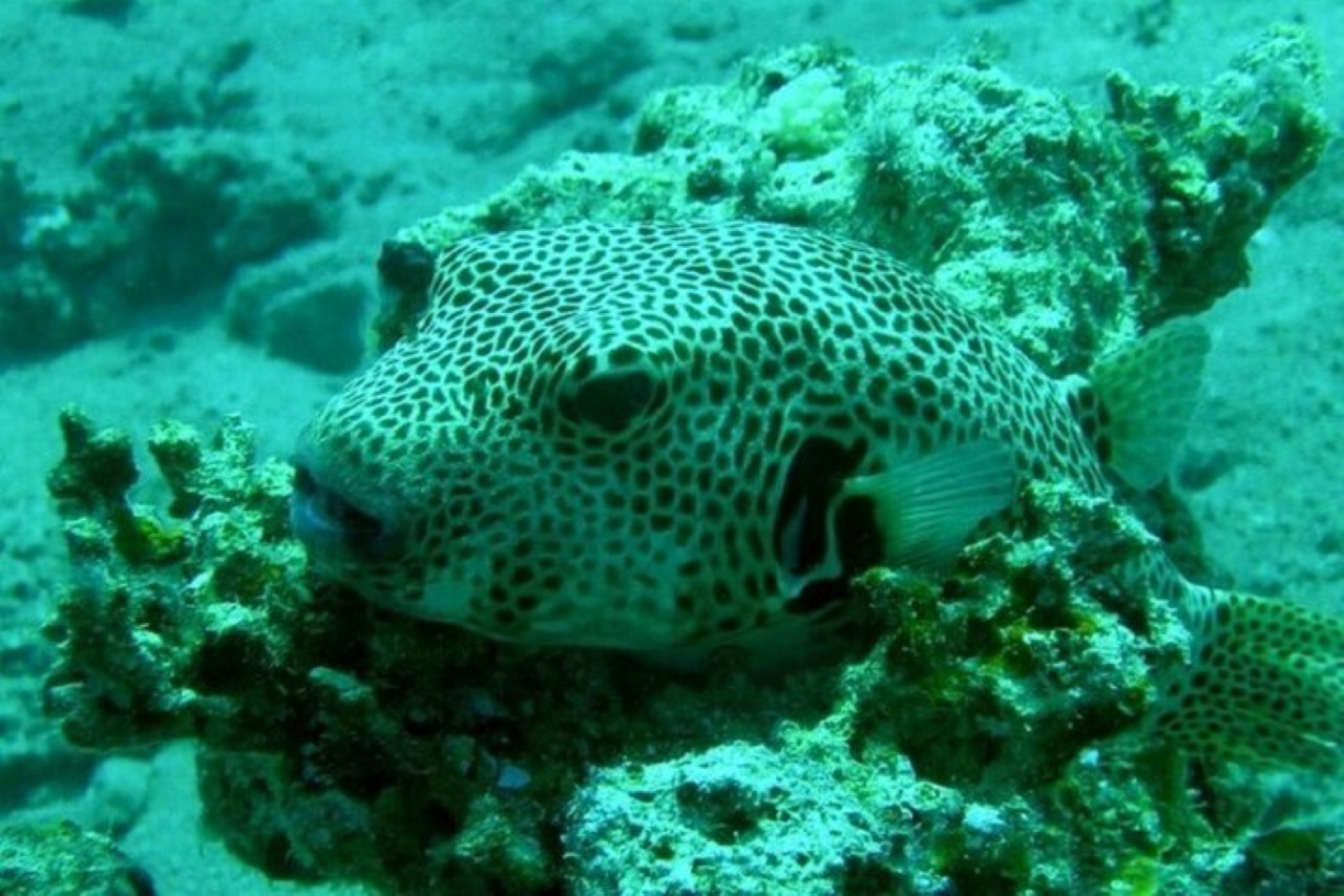 達哈布三池國家公園和全地形車四輪摩托車巴士之旅 - 沙姆沙伊赫
